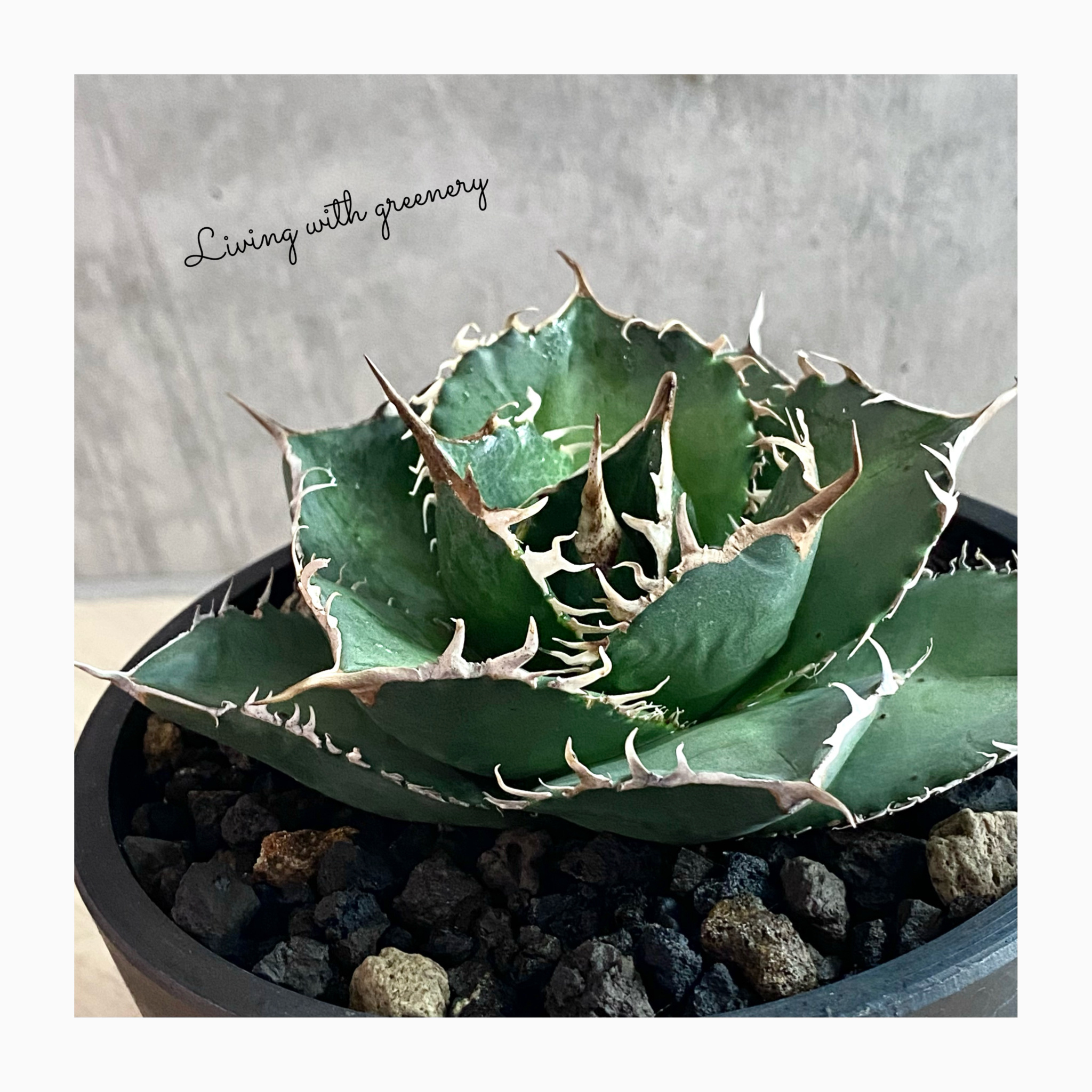 🌿plant photo update🌿