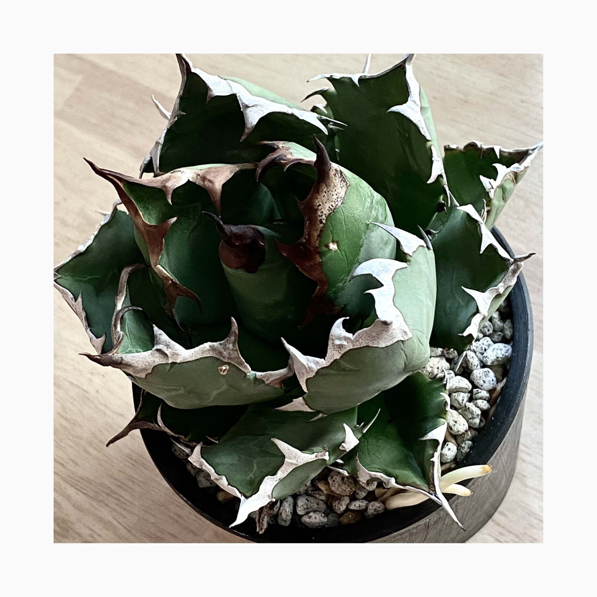 plant photo update🌿