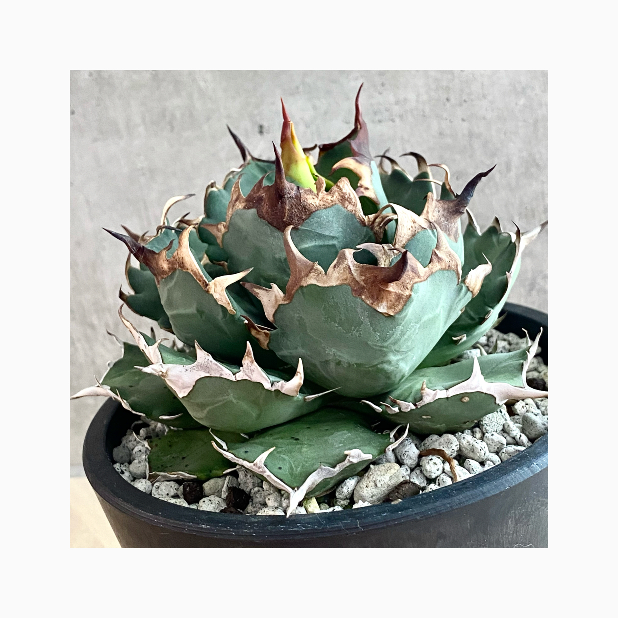 plant photo update 🌿