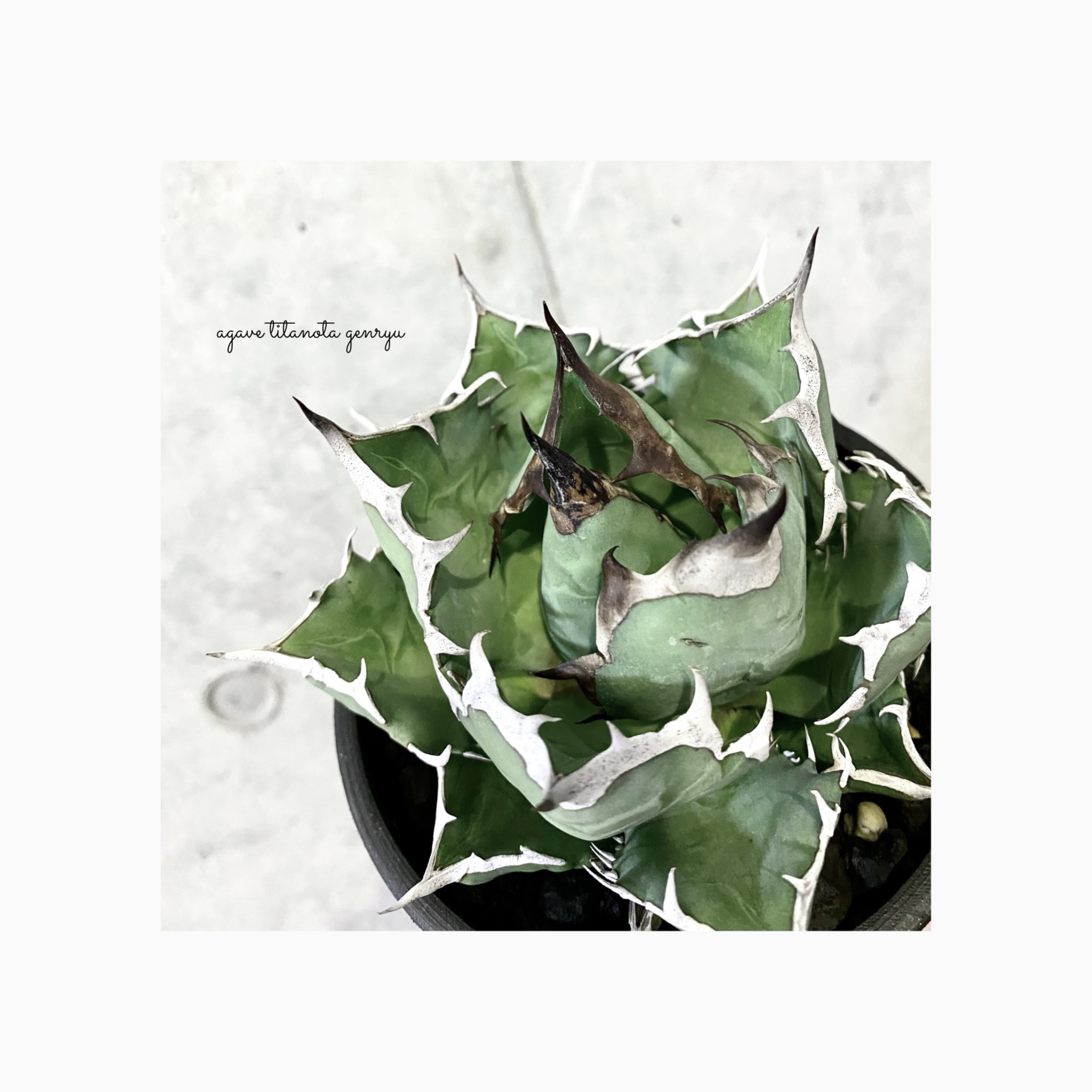 favorite titanota photo 