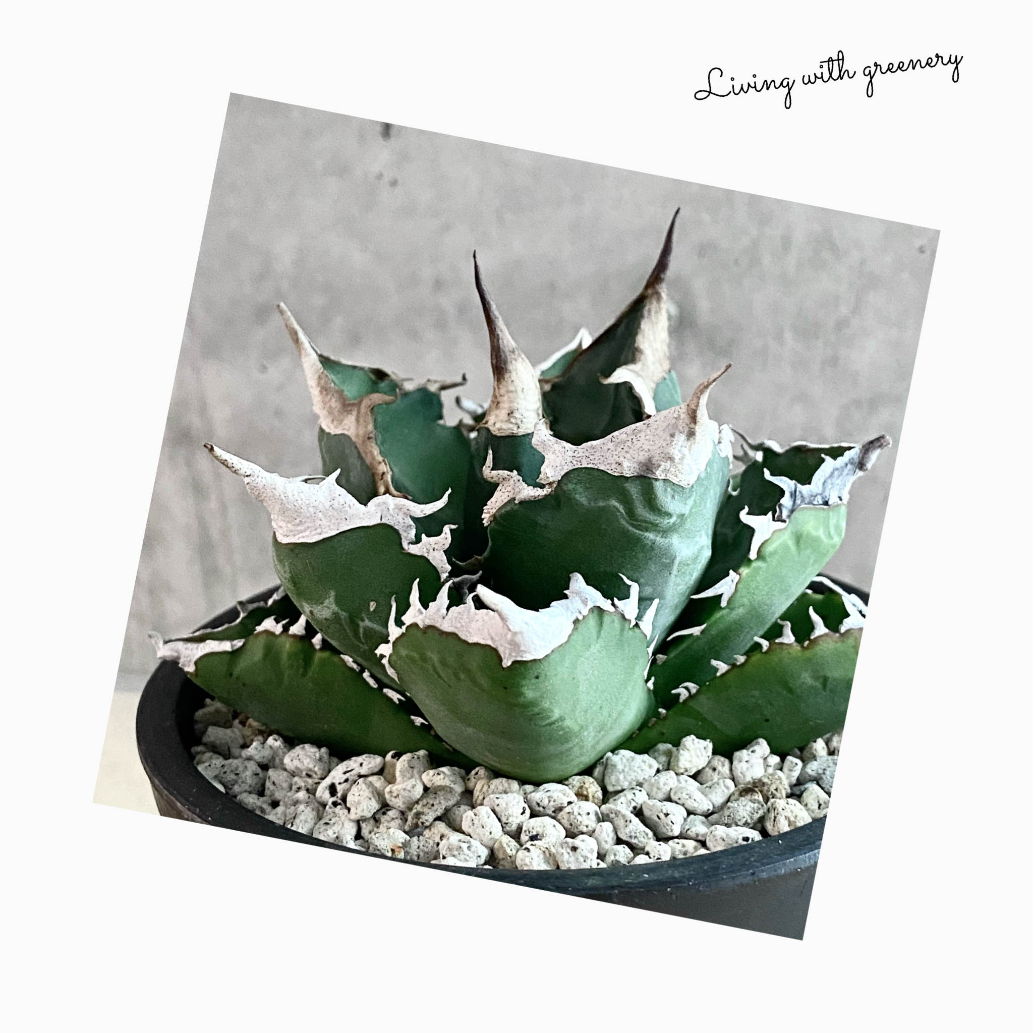 plant photo update🌿