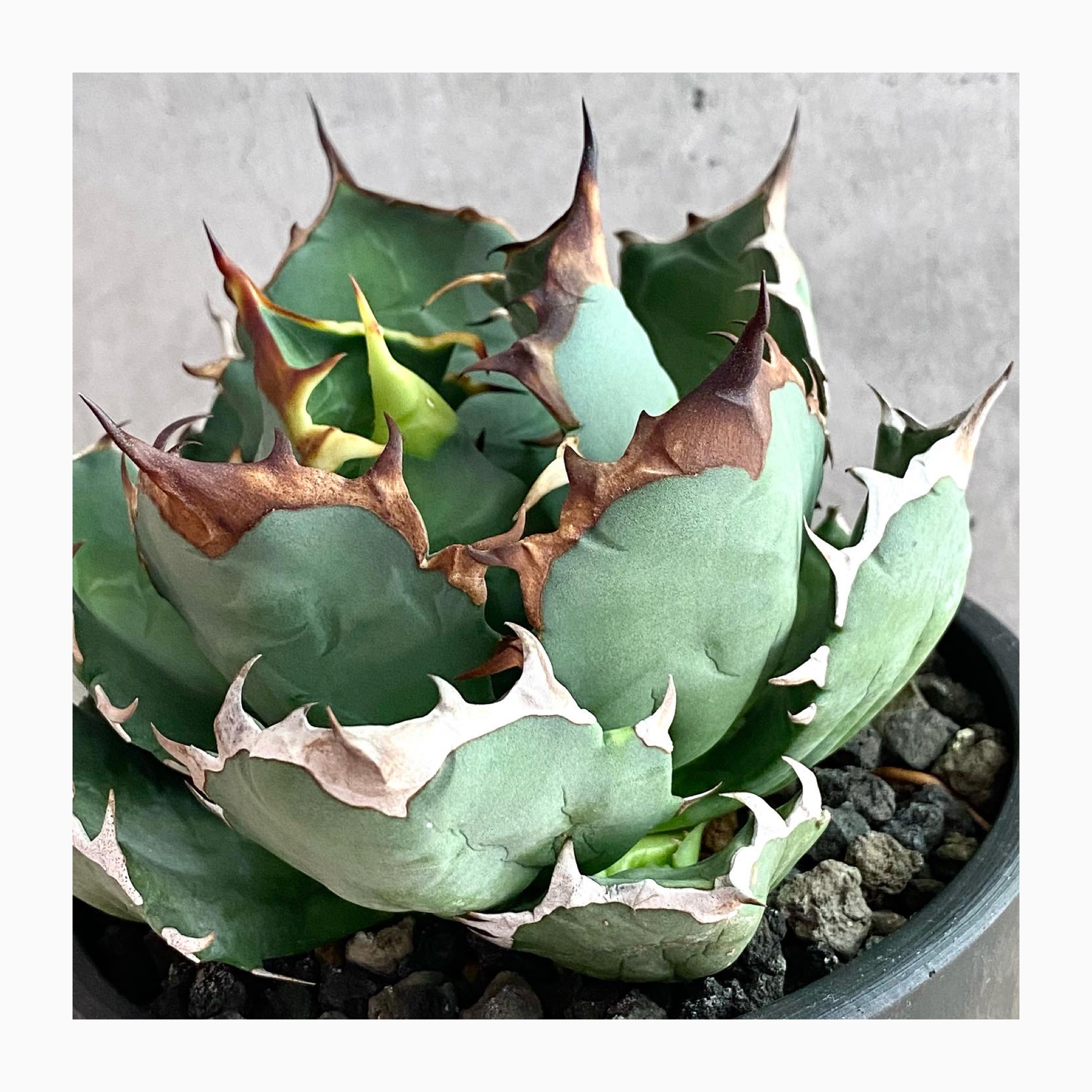 plant photoupdate🌿