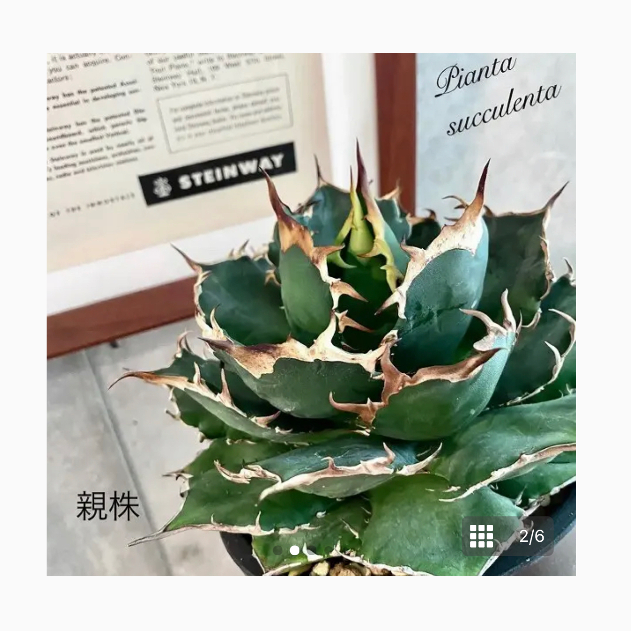 🌿plant kocabu🌿