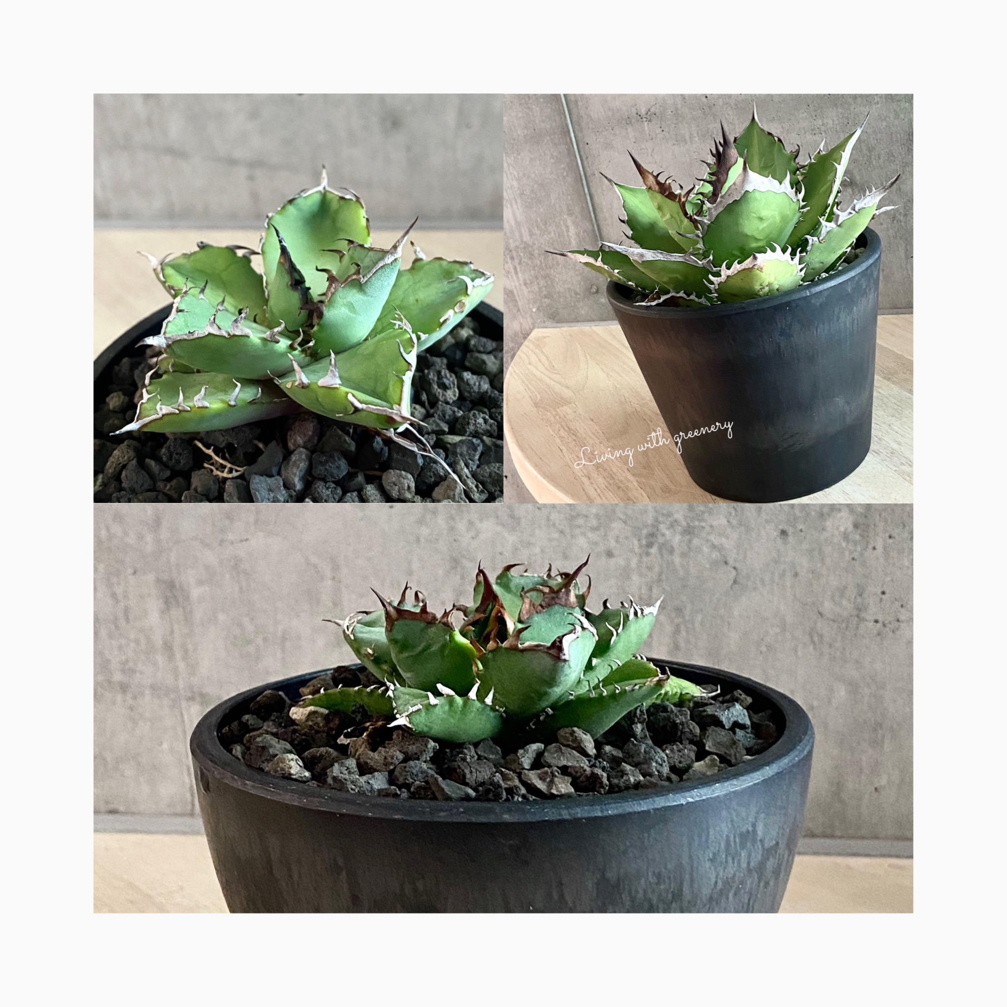 🌿plant photo update🌿