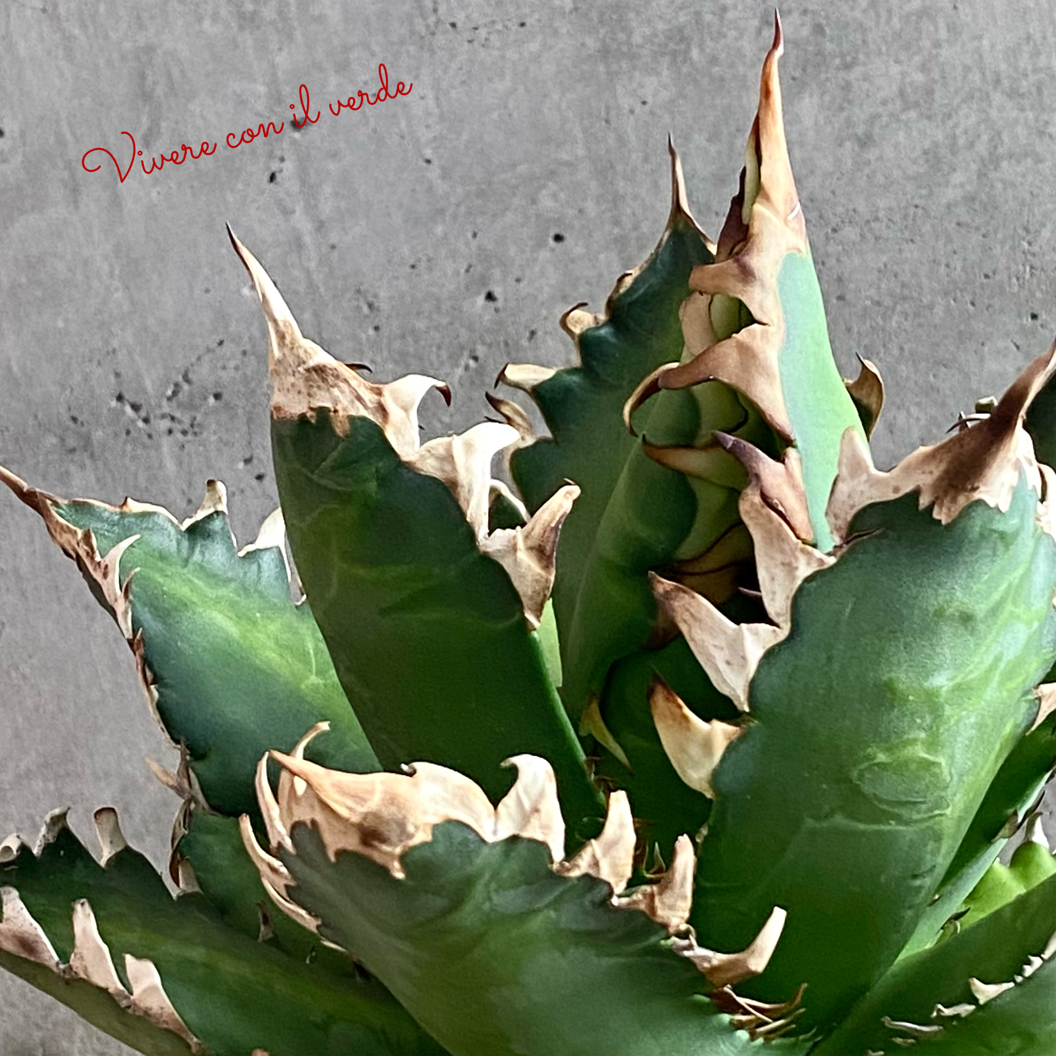 plant photo update🌿