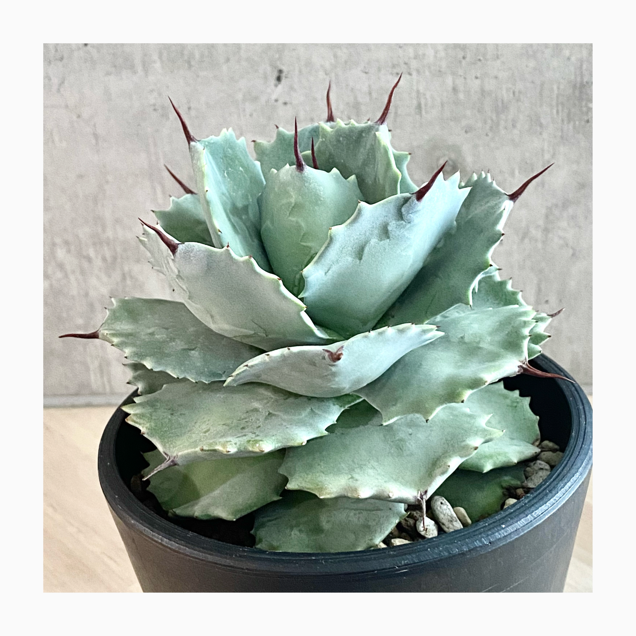 🌿plant photo update🌿