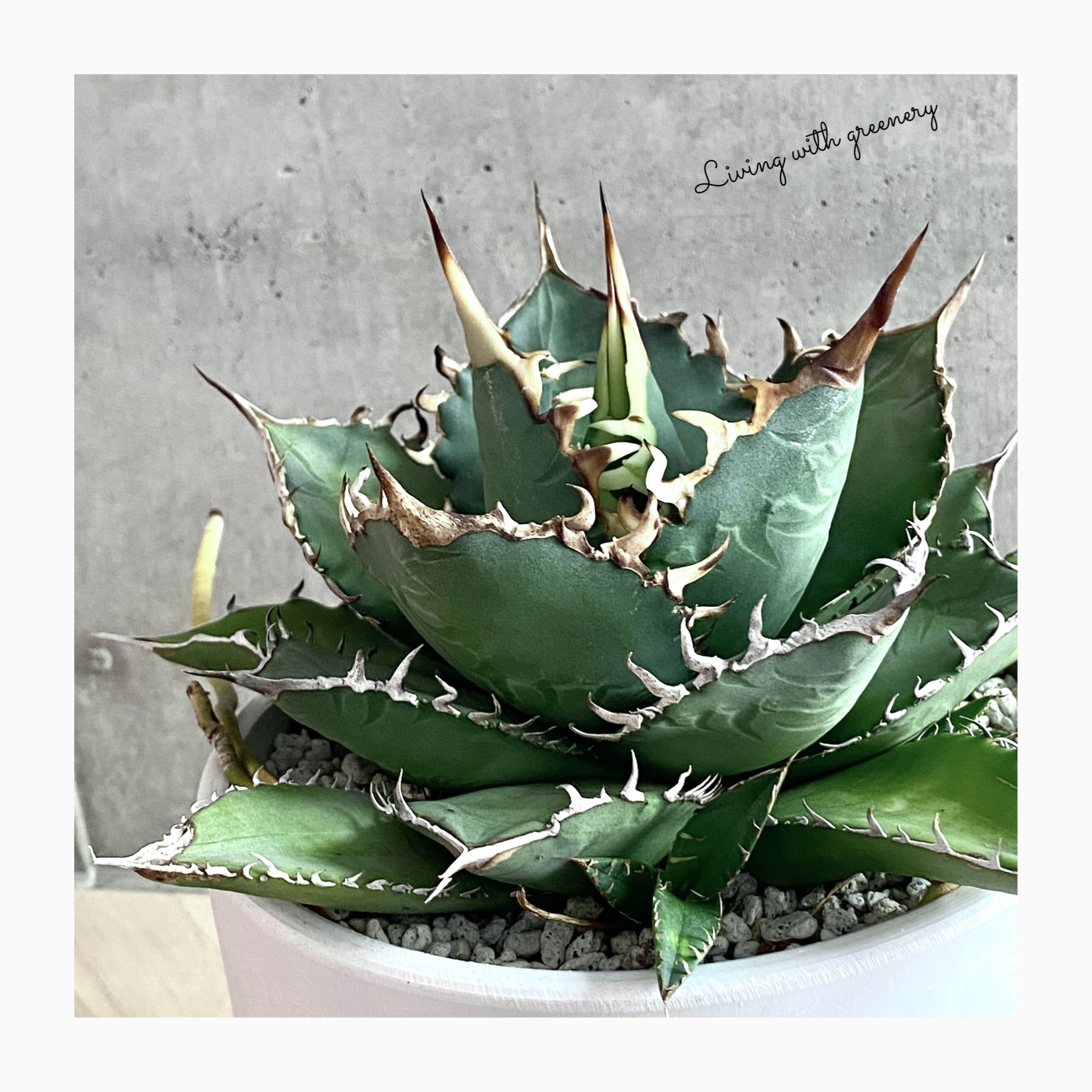 🌿plant photo update🌿