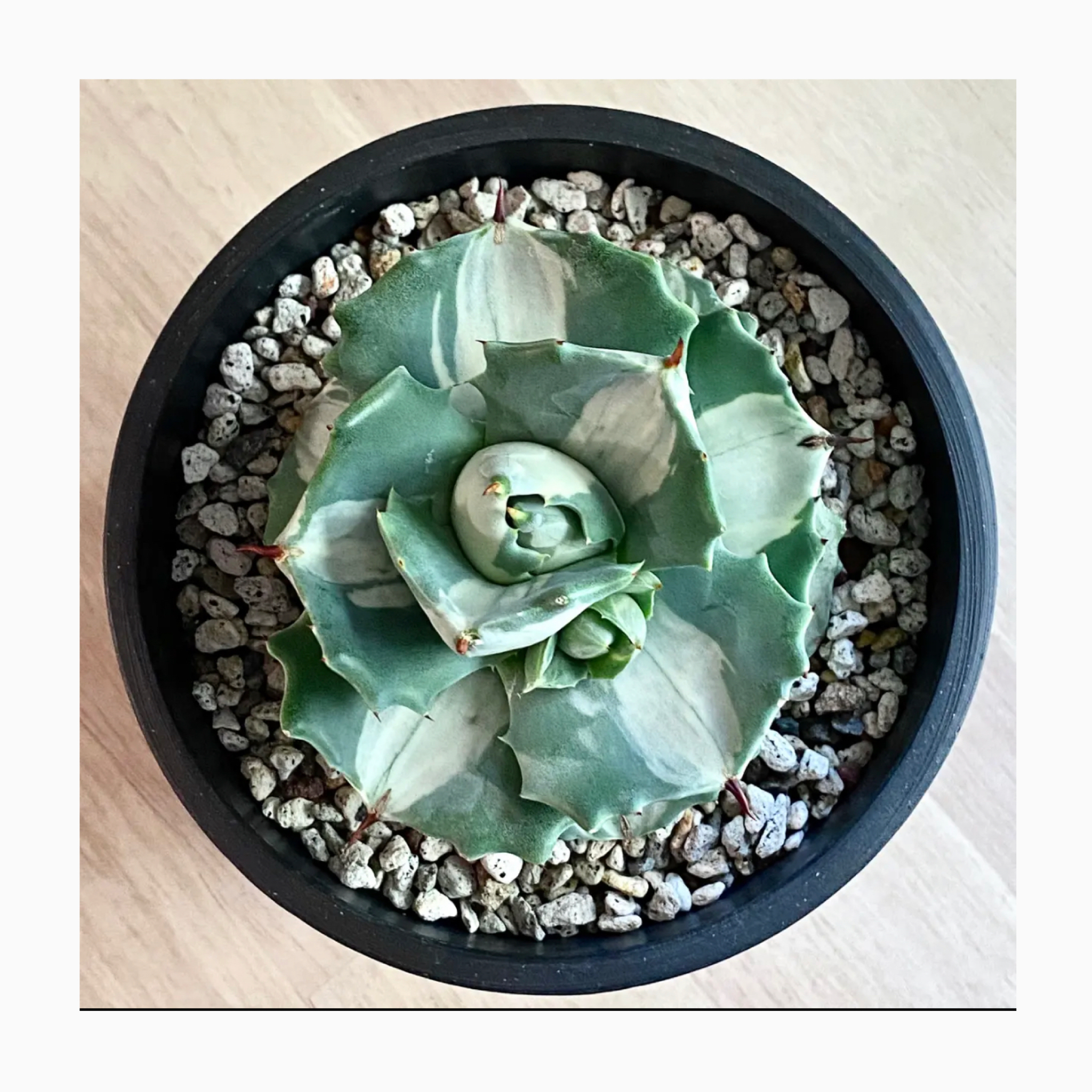 🌿 plant photo 🌿