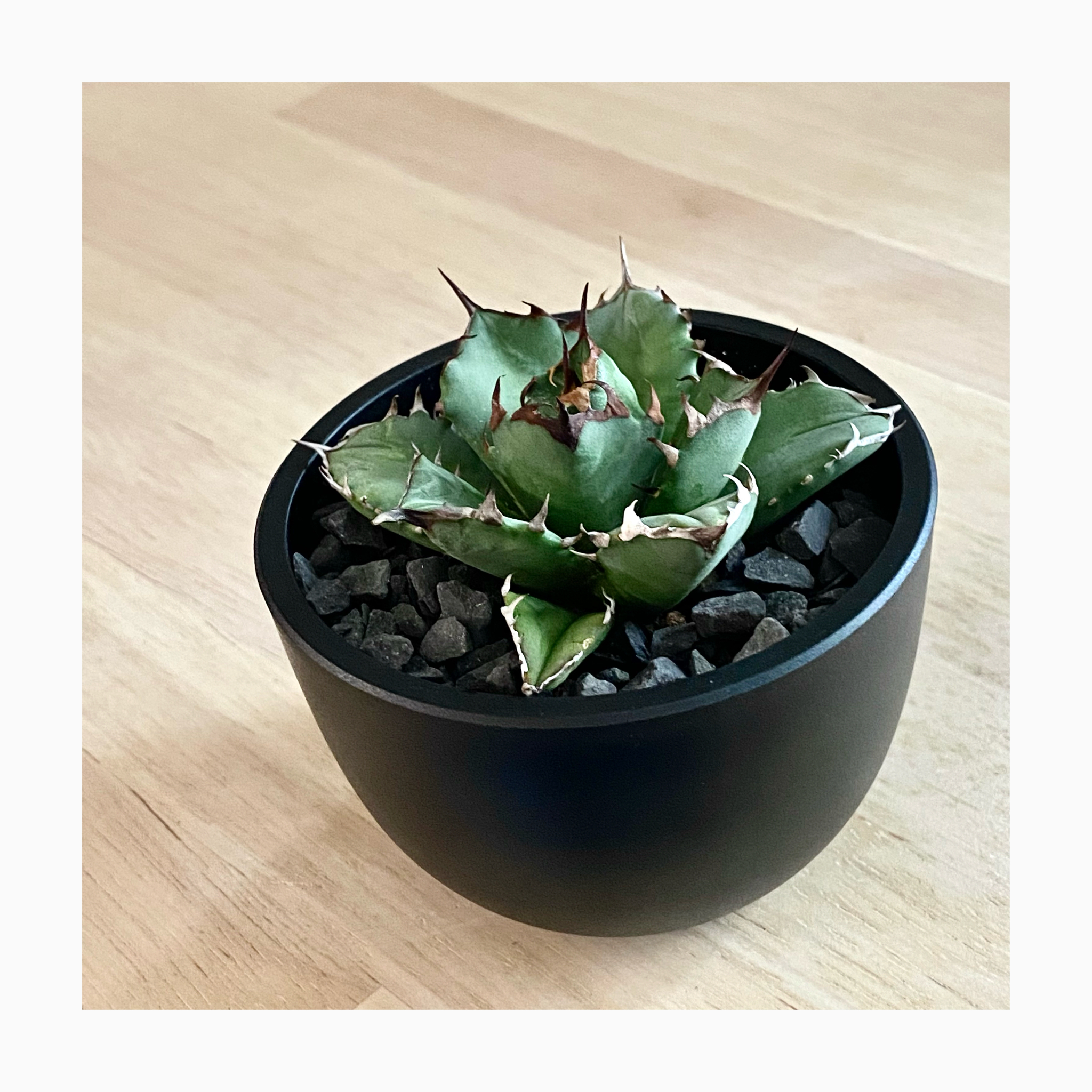 🌿plant  photo update🌿