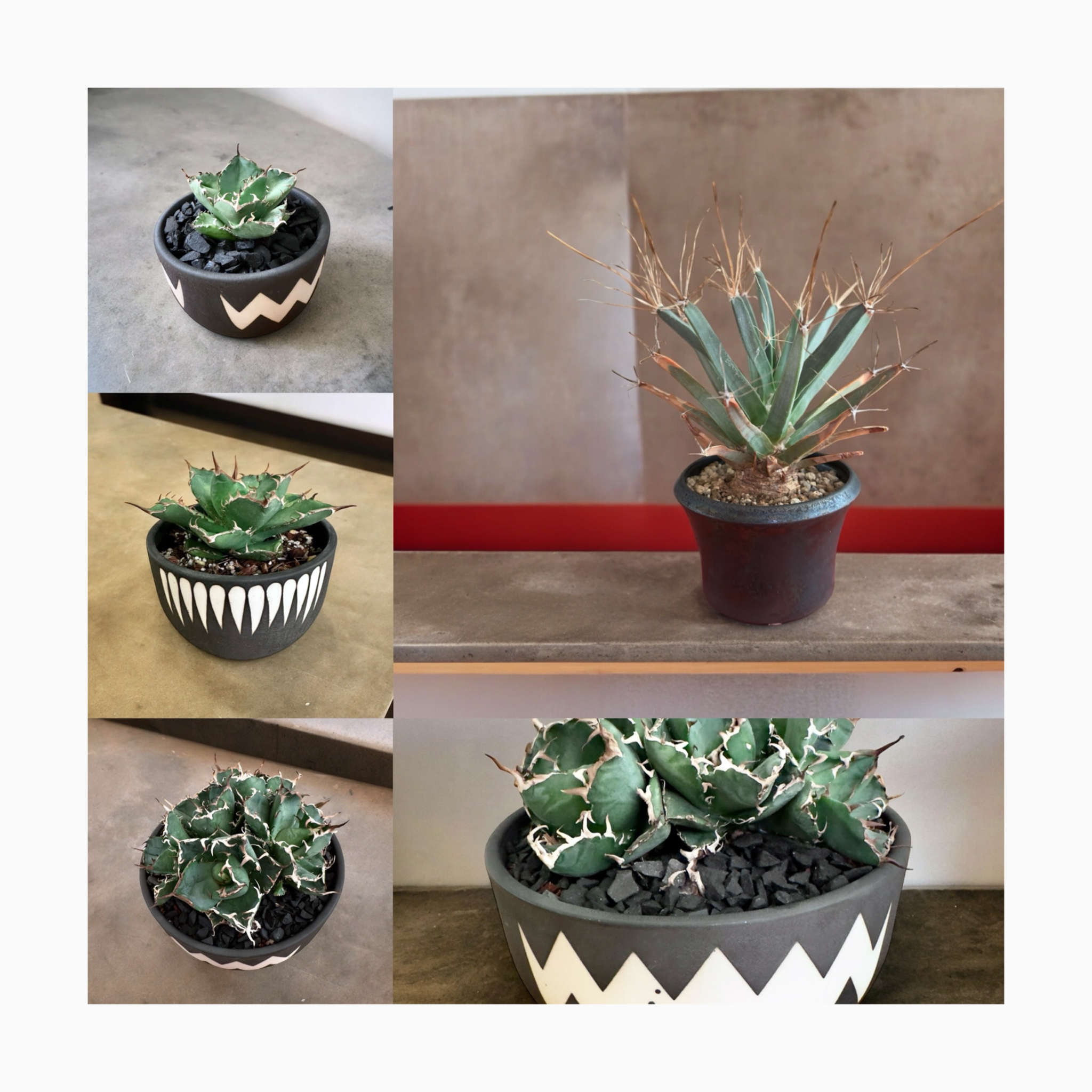 🌿plants photo🌿