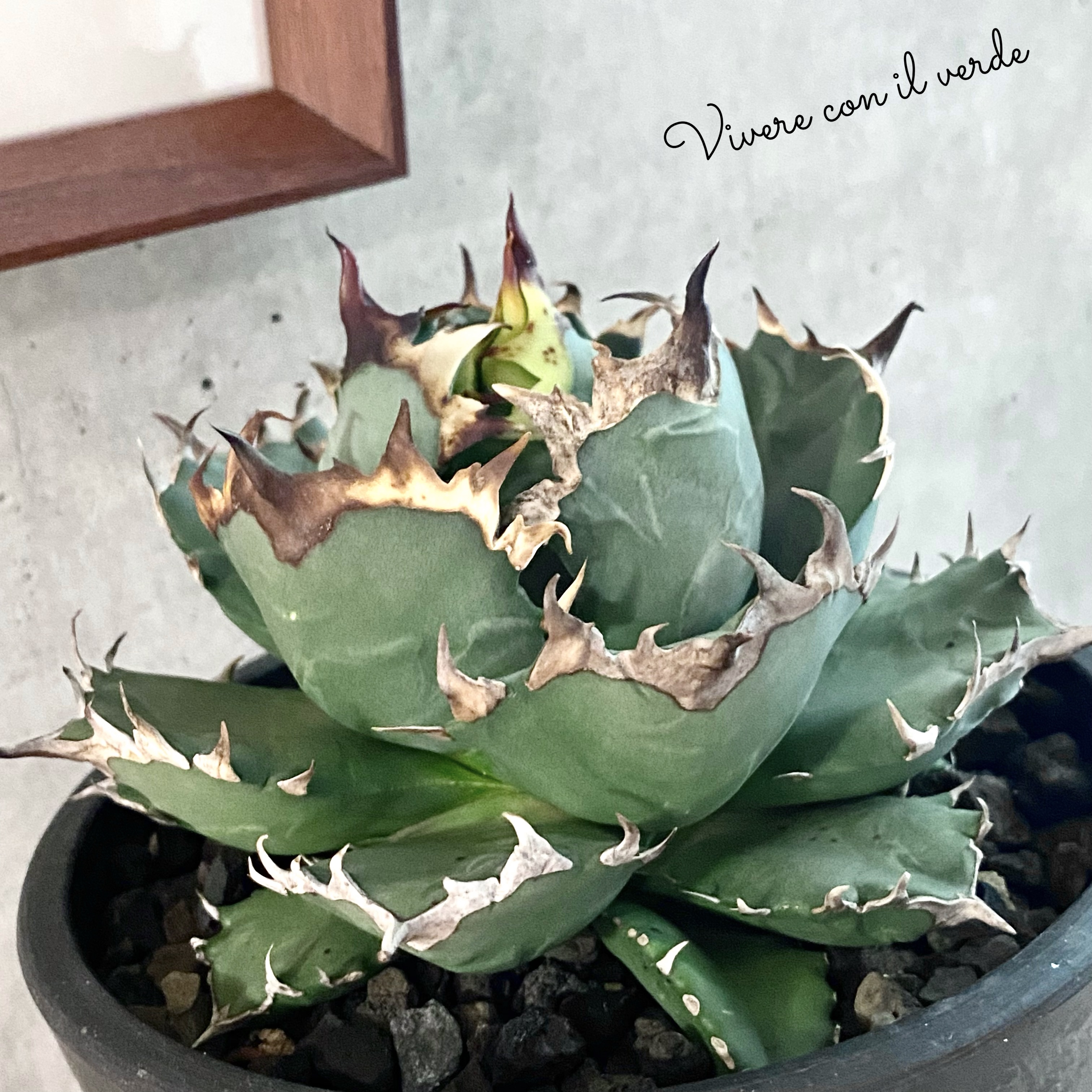 🌿plant photo update🌿