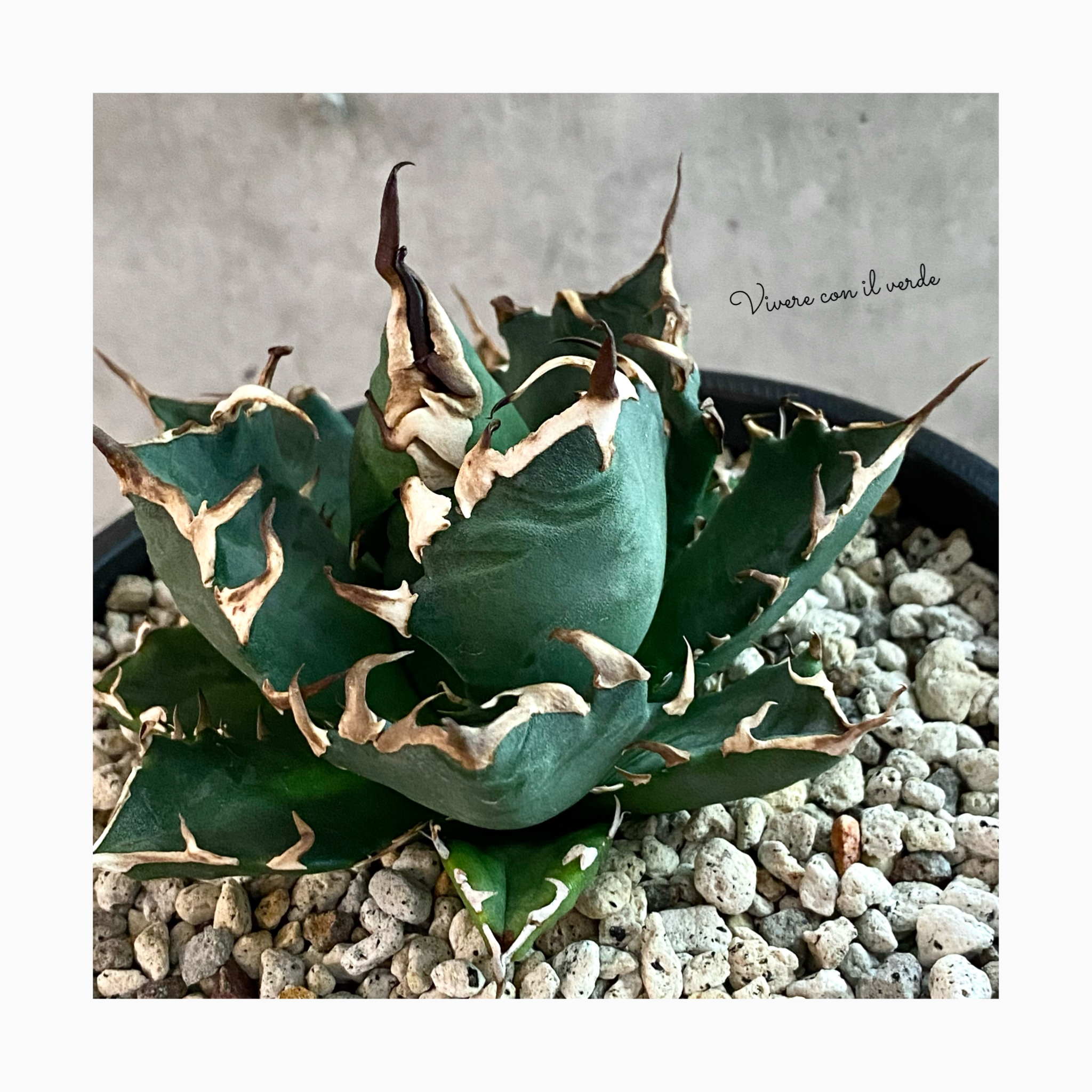 🌿 plant photo 🌿