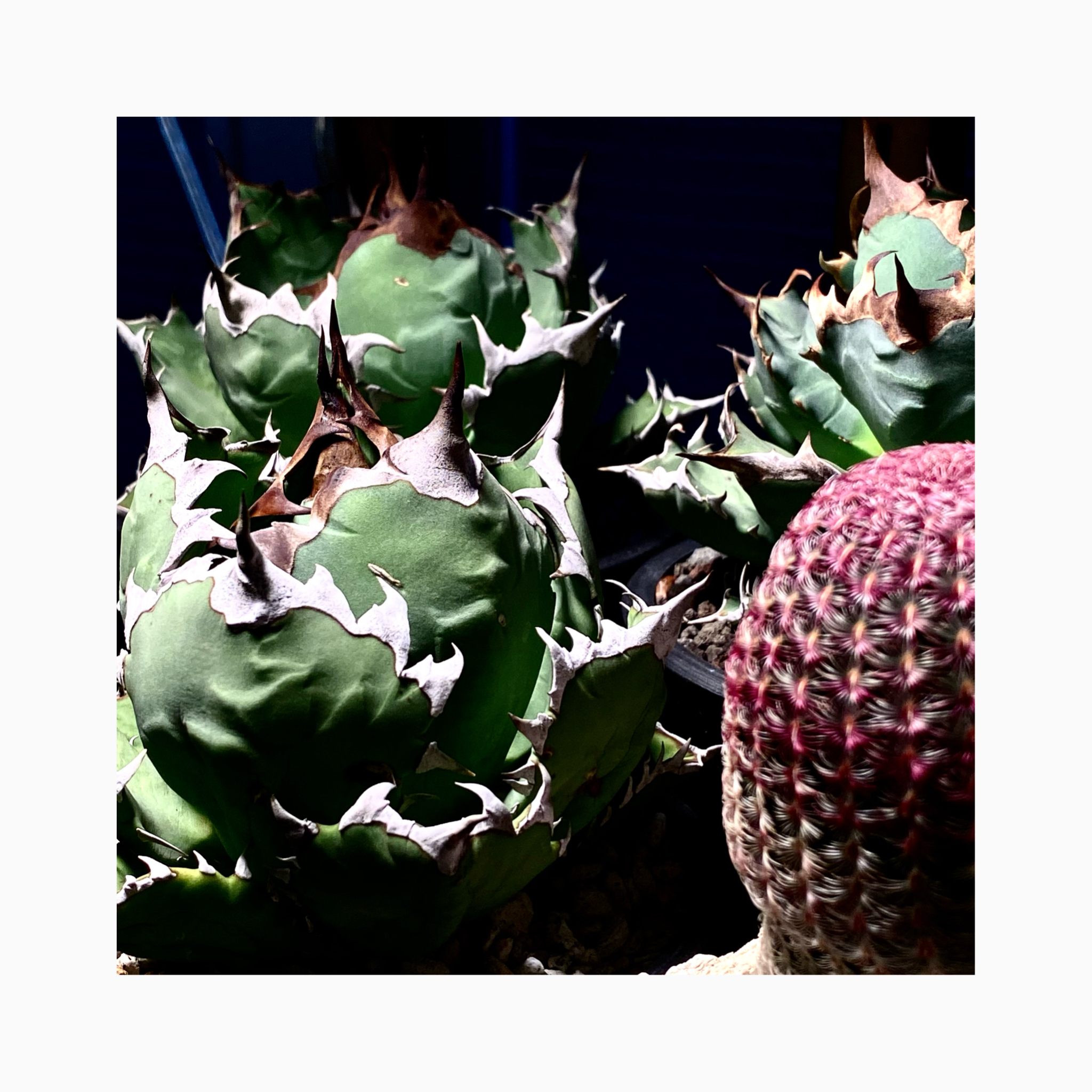 favorite titanota photo🌿