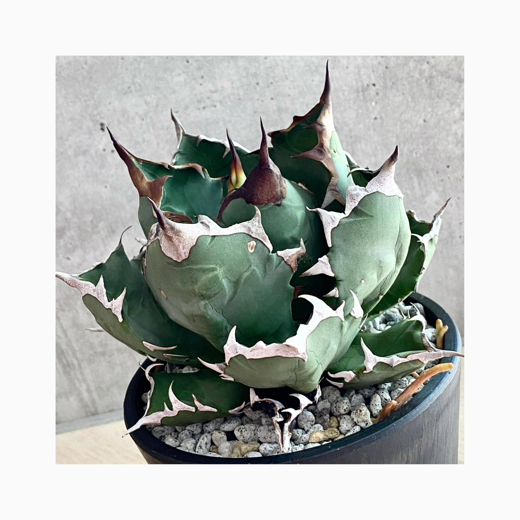 plant photo update🌿