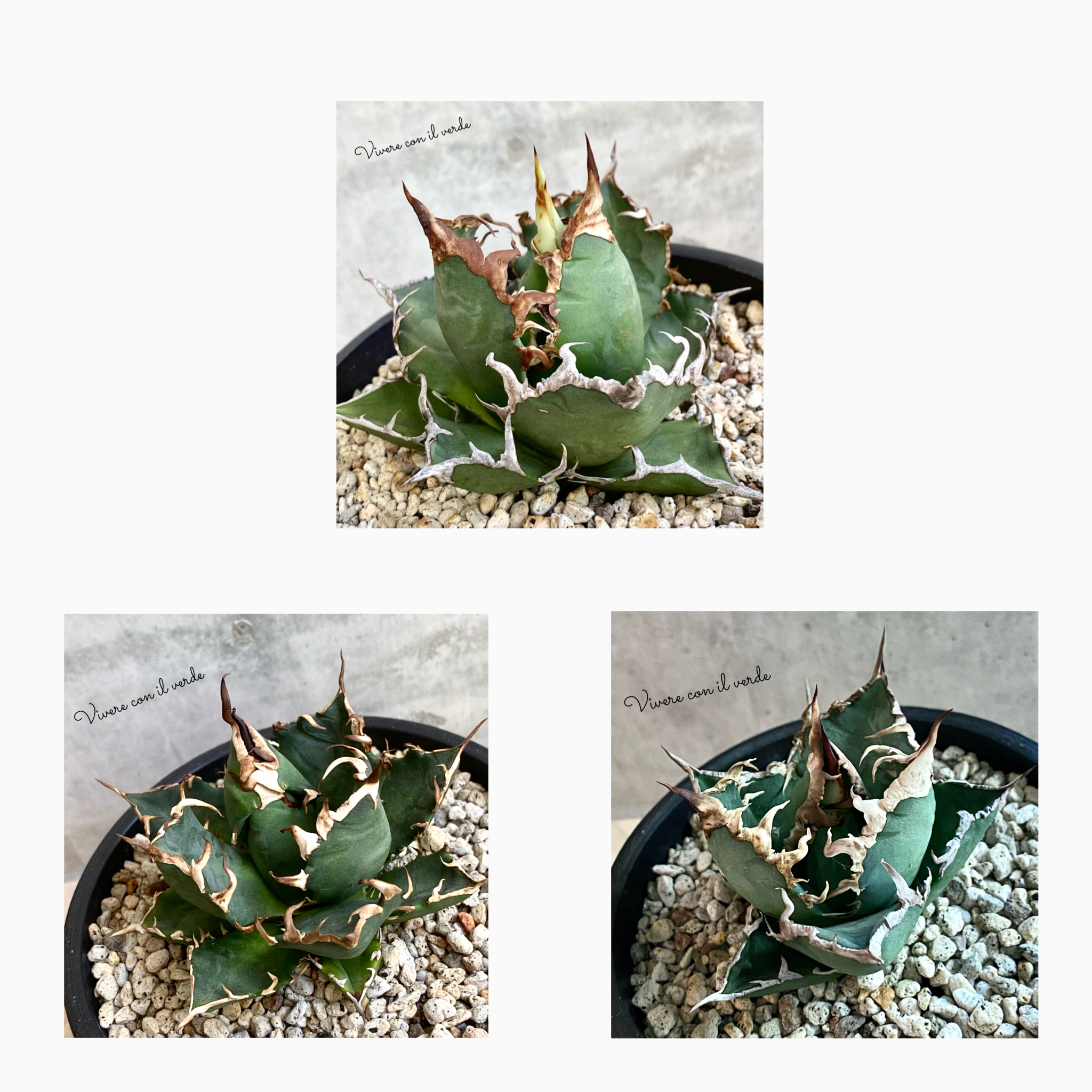 🌿 Request photo update 🌿