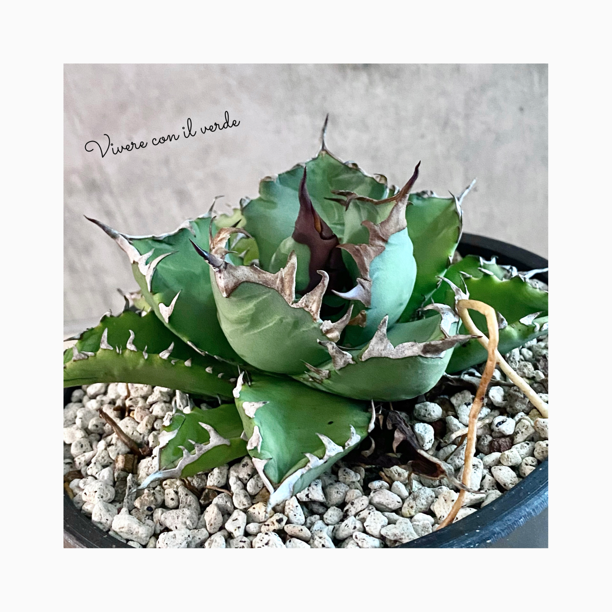 🌿plant photo update🌿