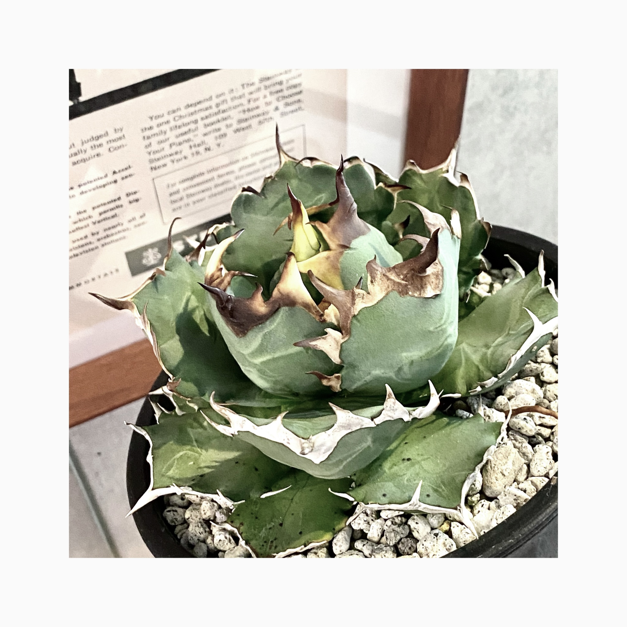 Vivere con il verde 🌿