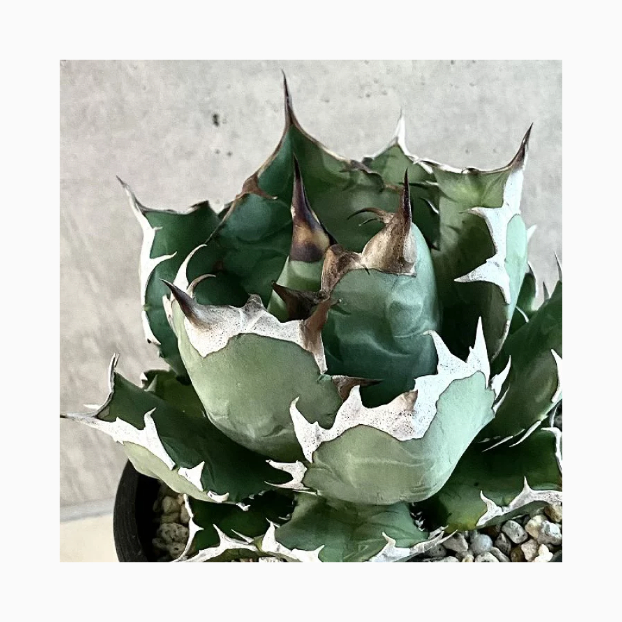 plant photo update🌿