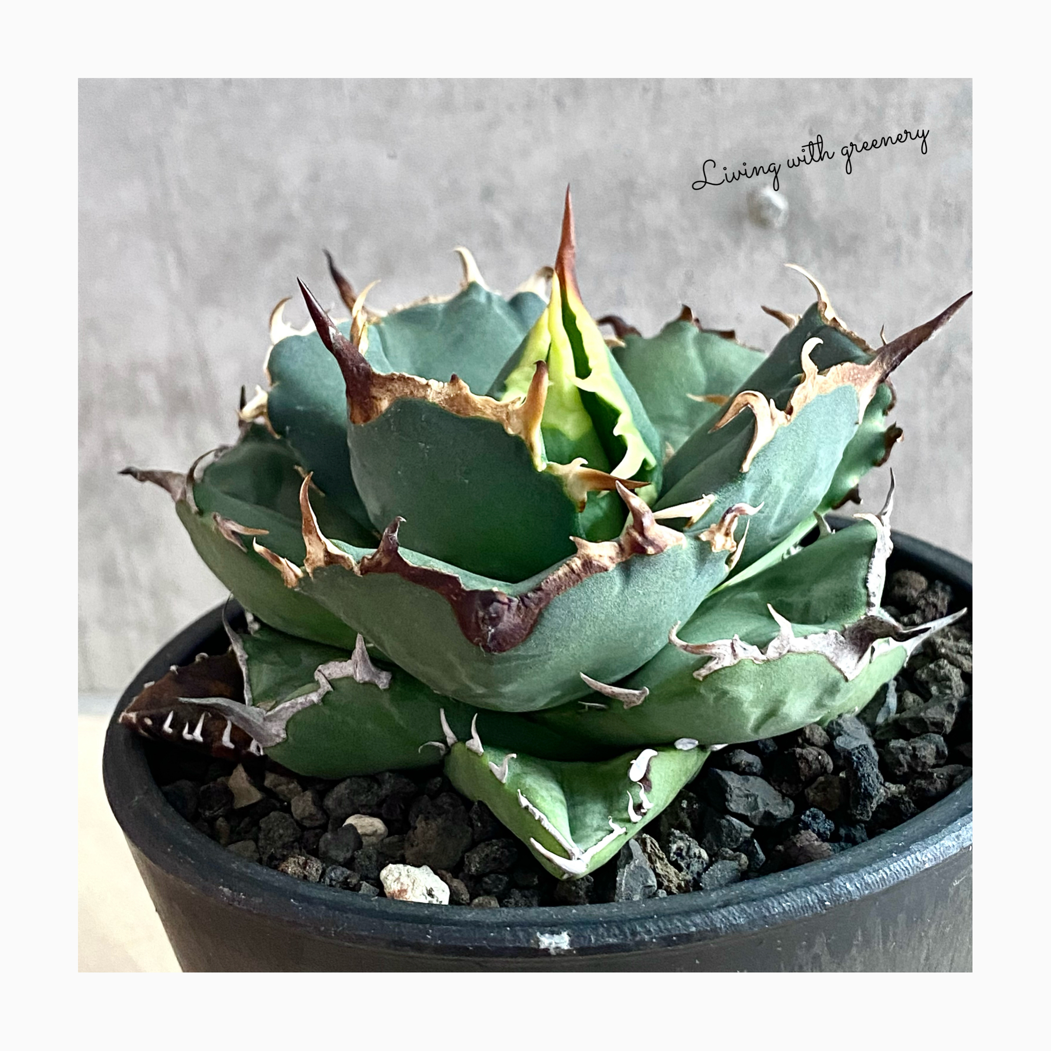 🌿plant photo update🌿