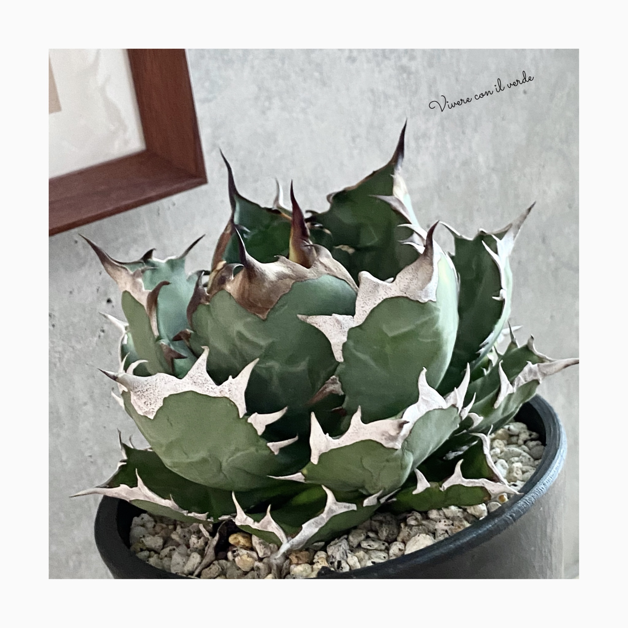 plant photo update🌿