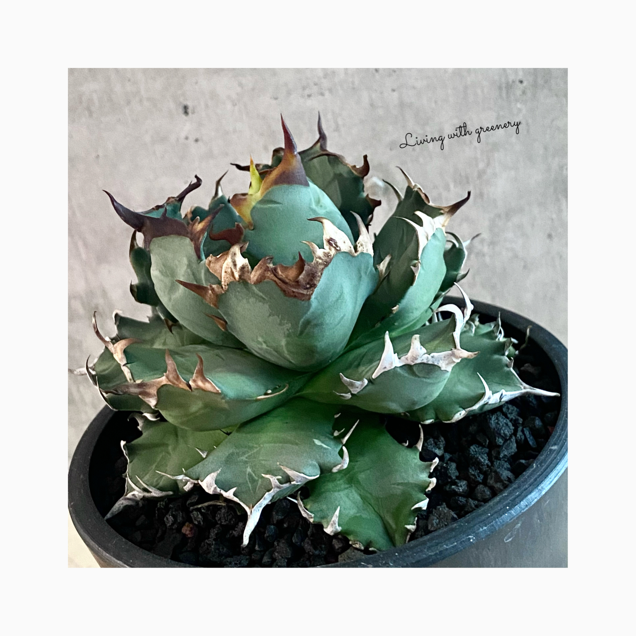 🌿plantsound photo update🌿