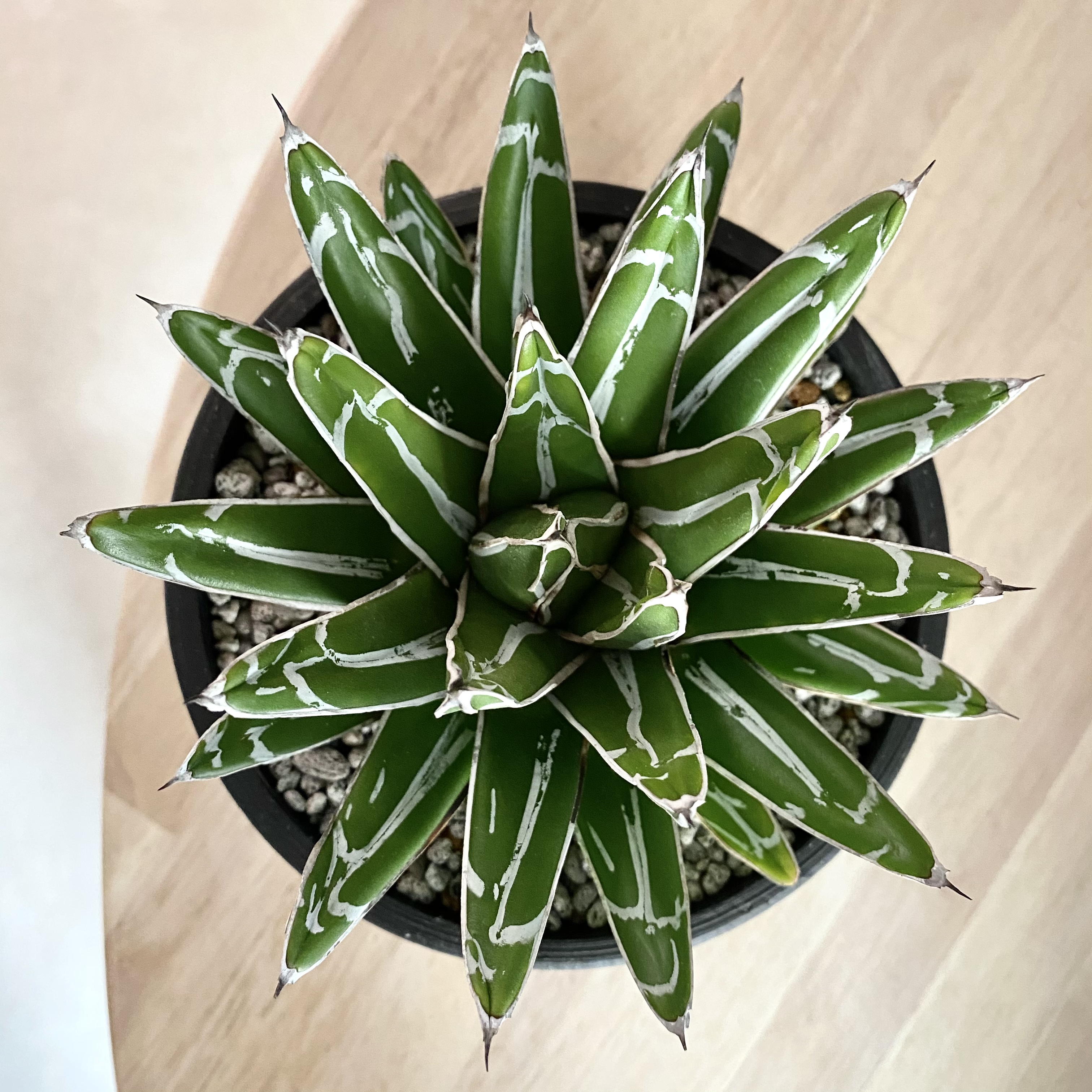 favorite photo shot🌿