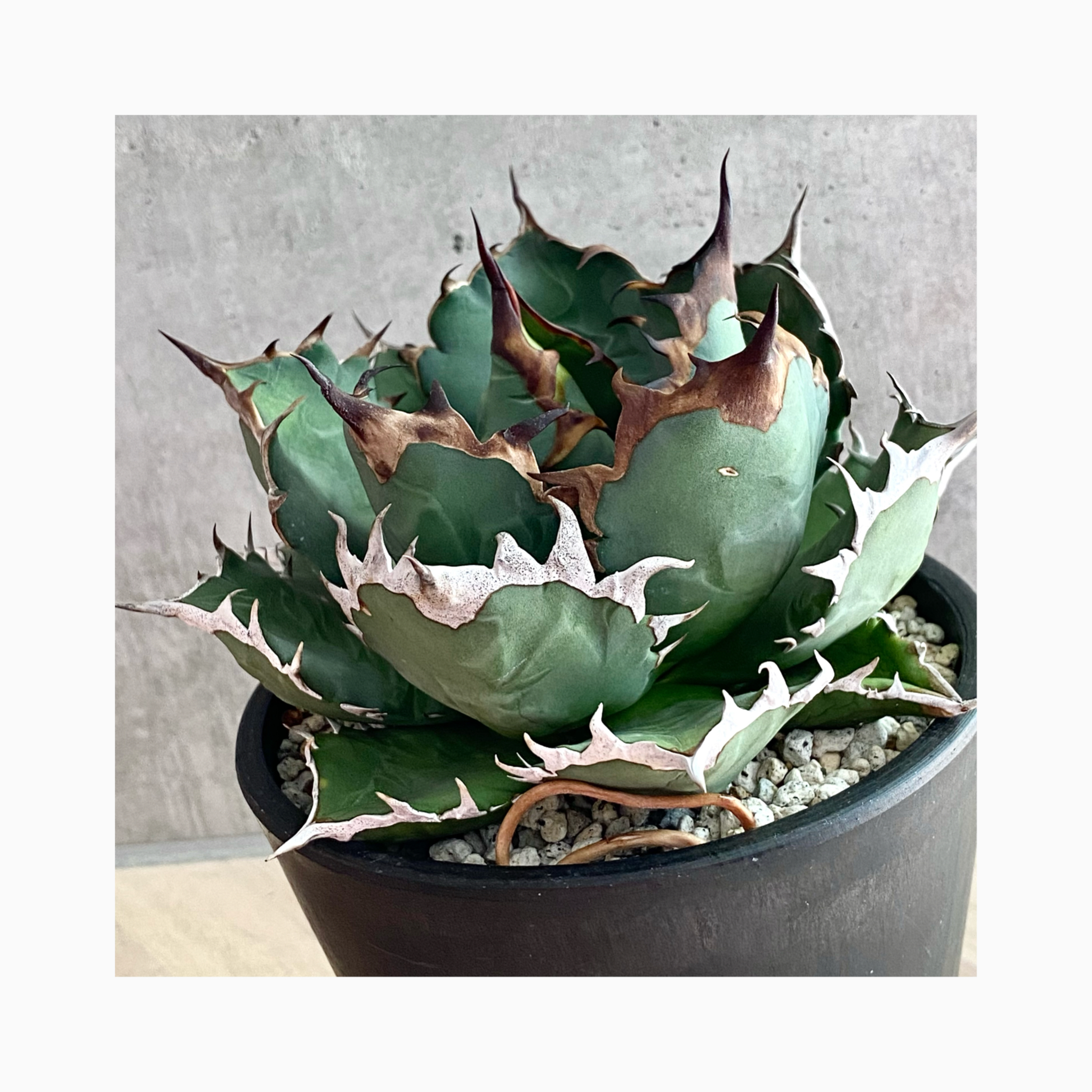 plant photo update🌿