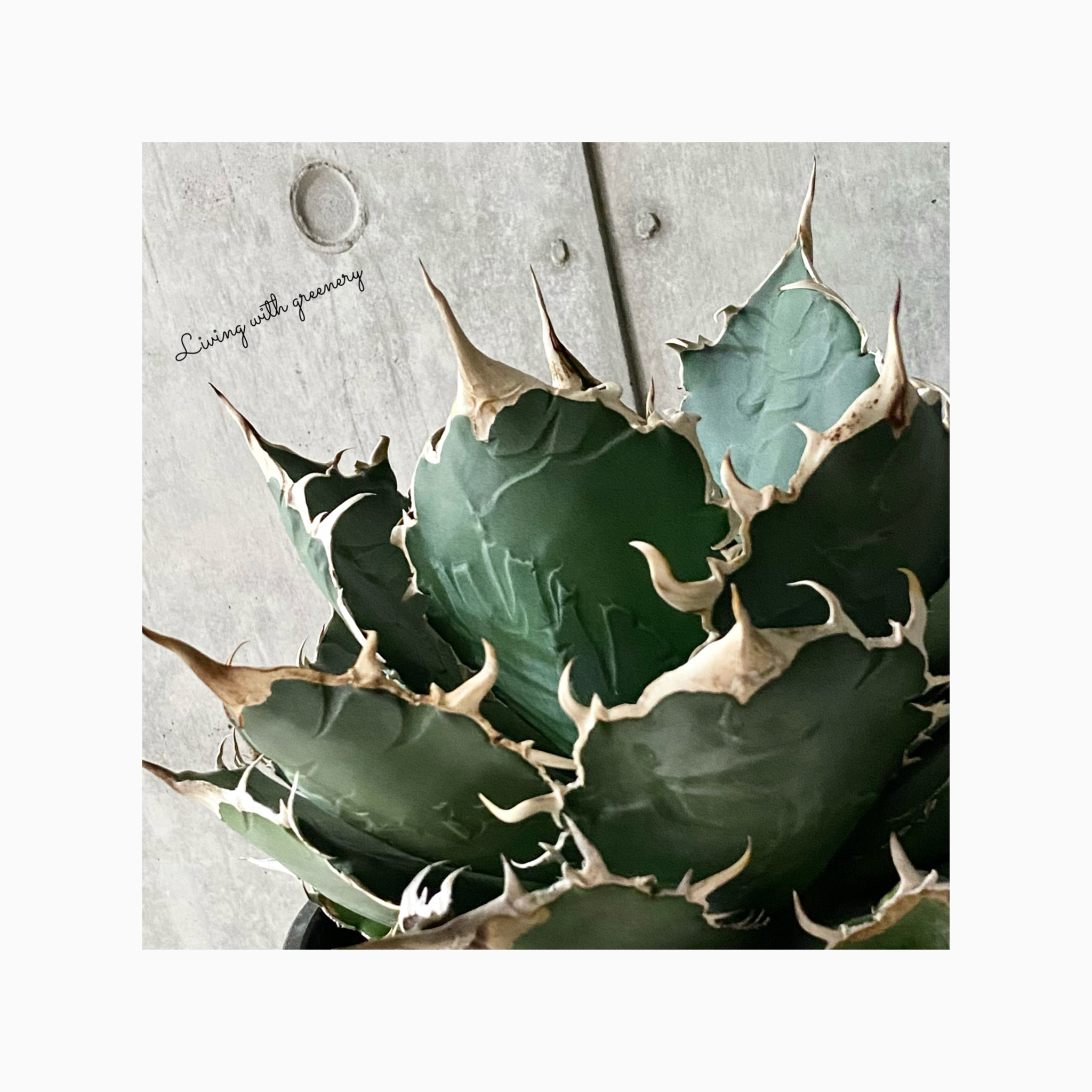 plant photo update🌿