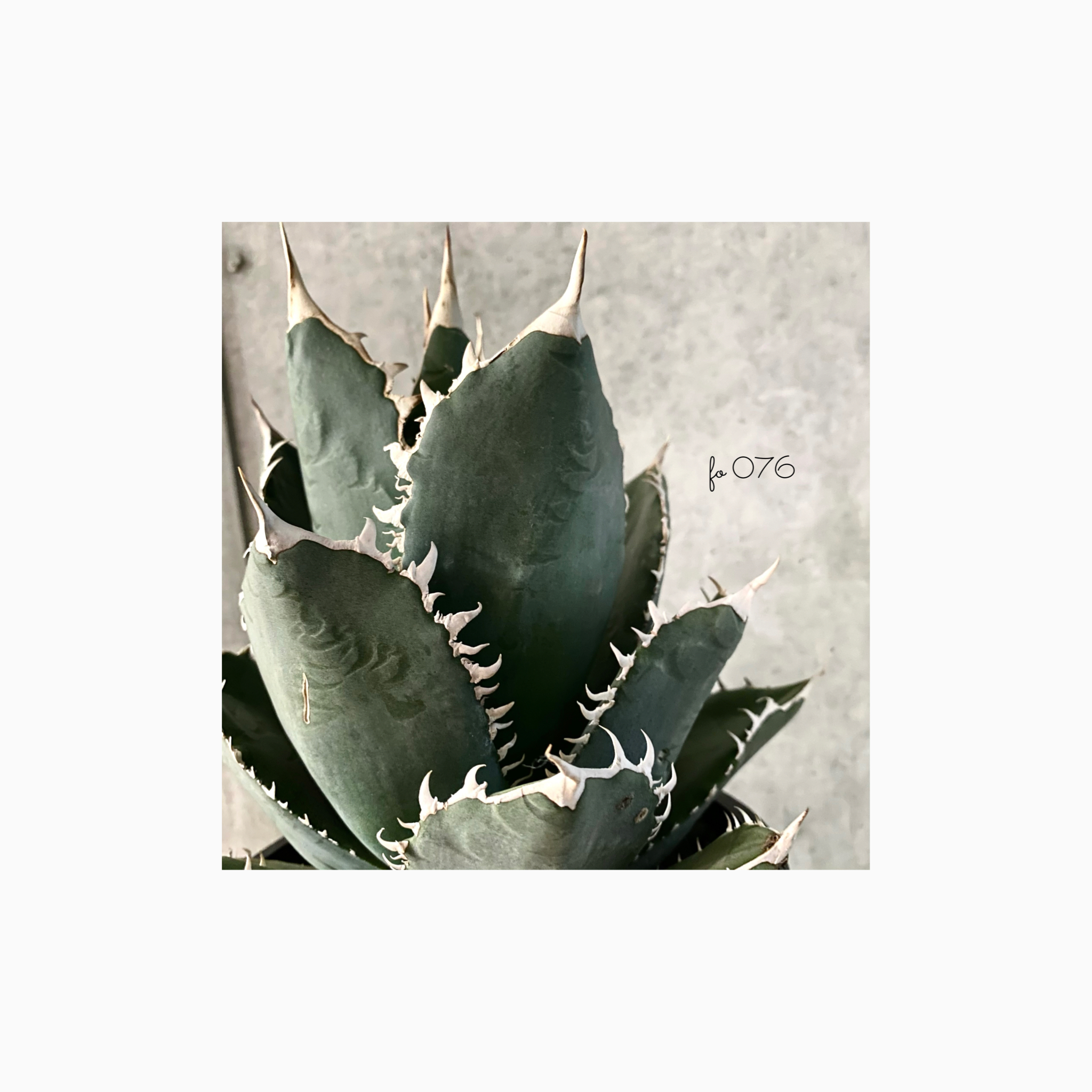 Information on service products🌿