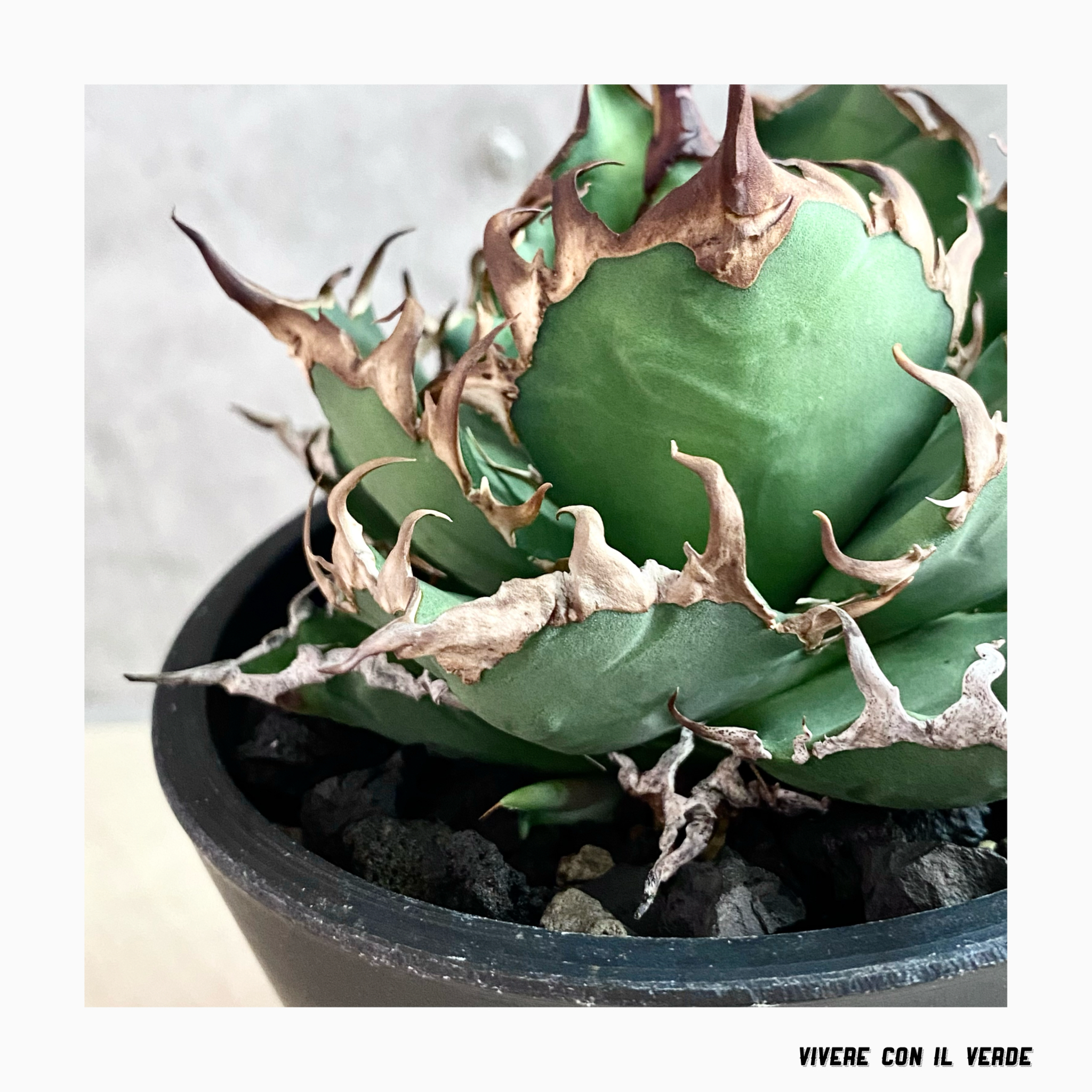 Additional image🌿