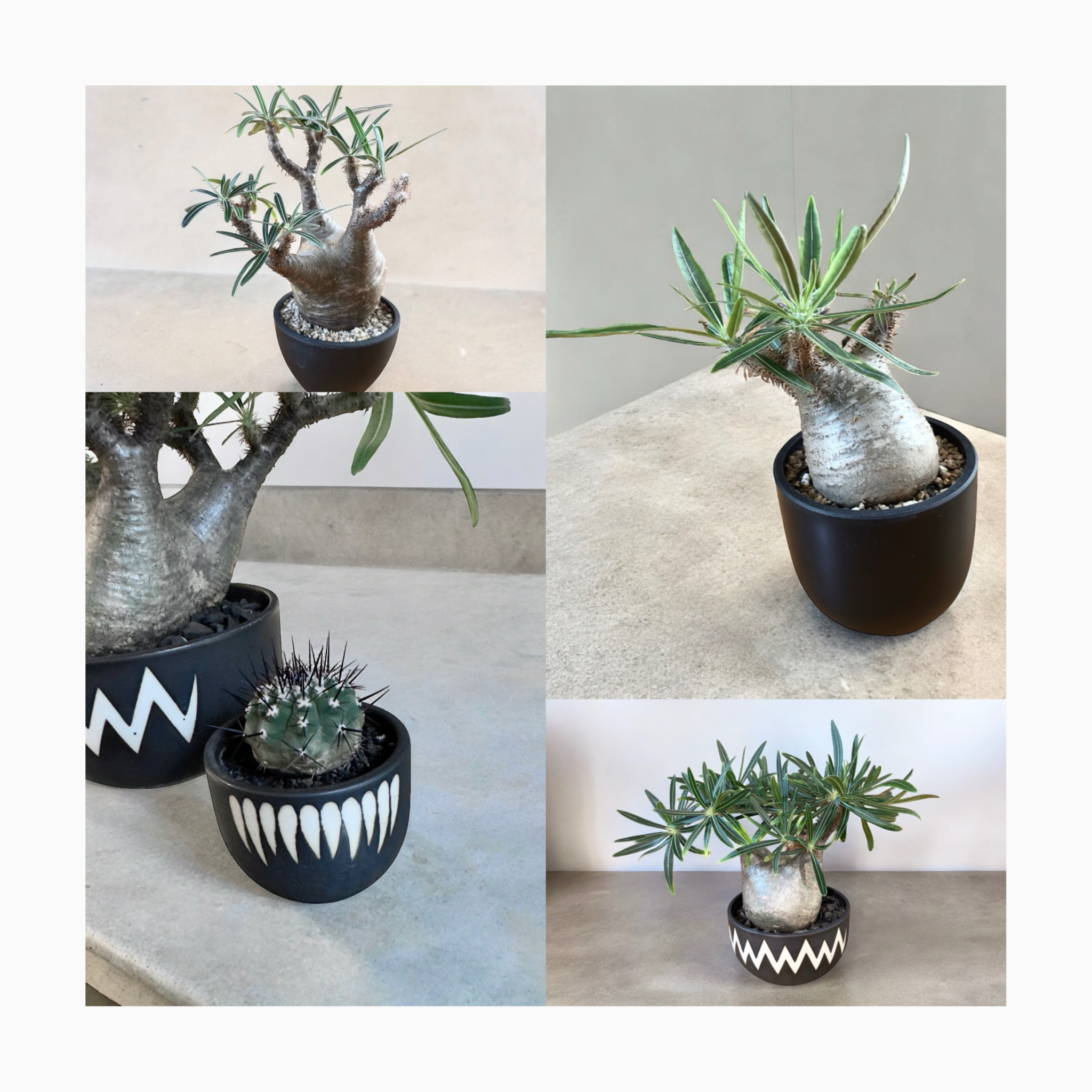 🌿plants photo🌿