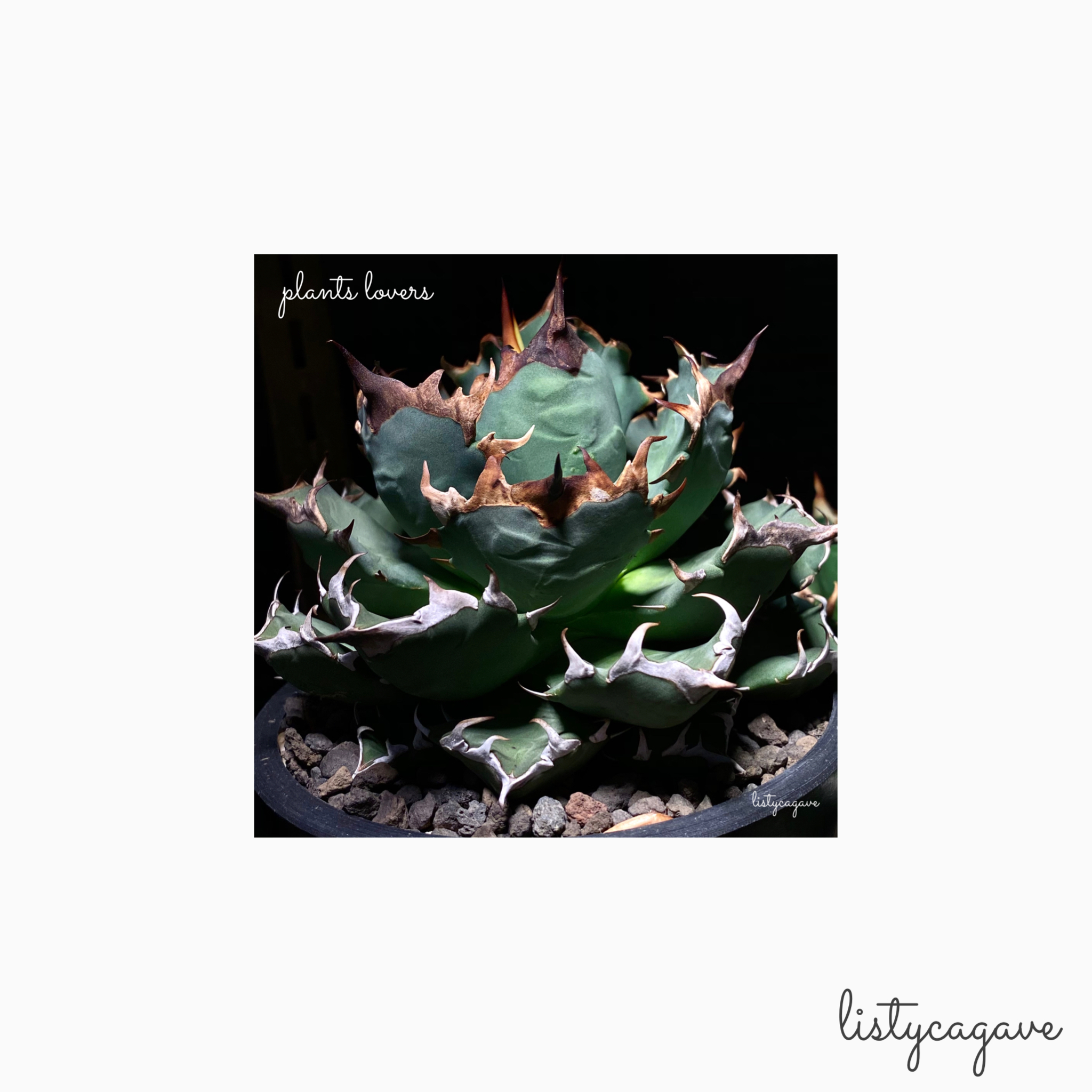 Favorite titanota photo