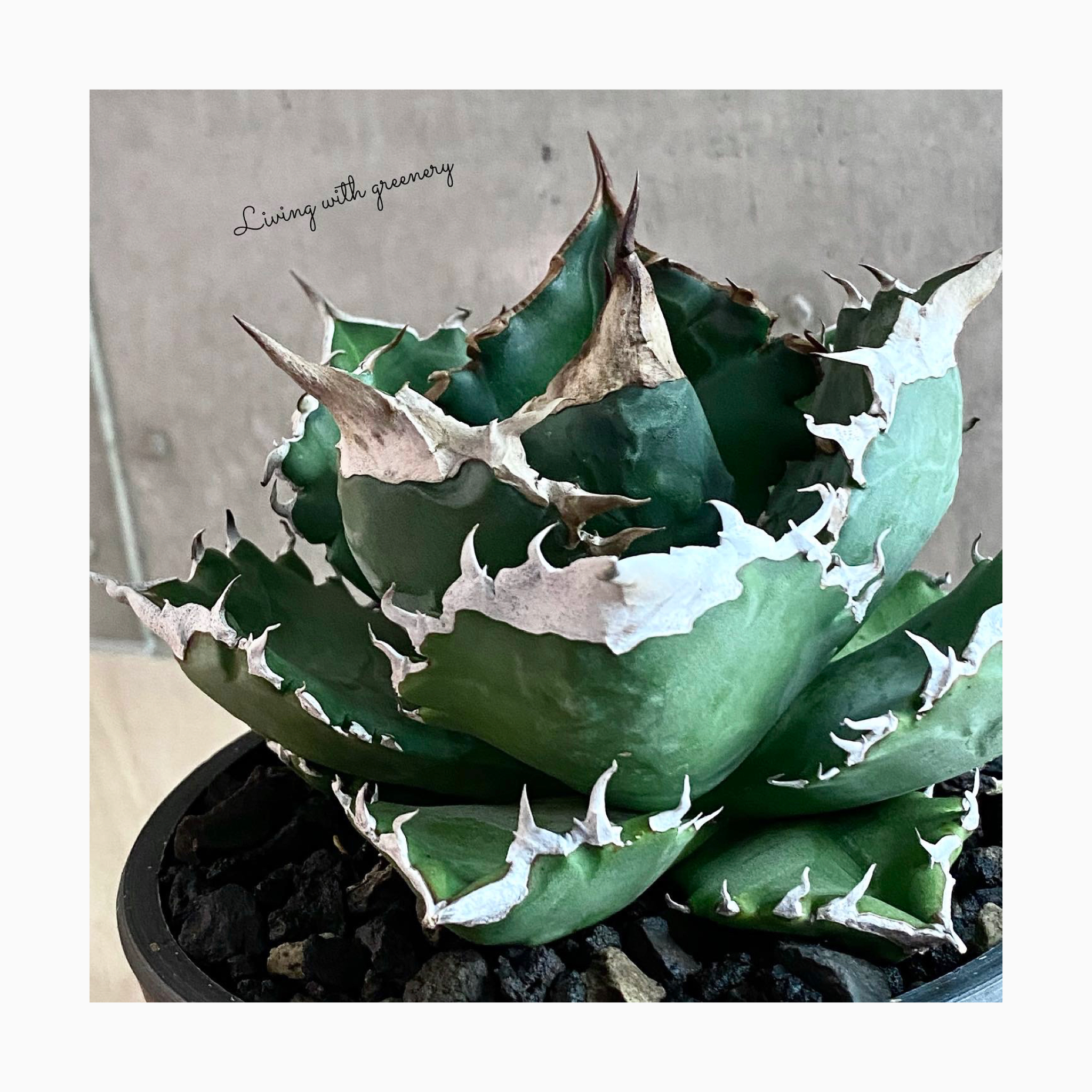 🌿plant photo update🌿