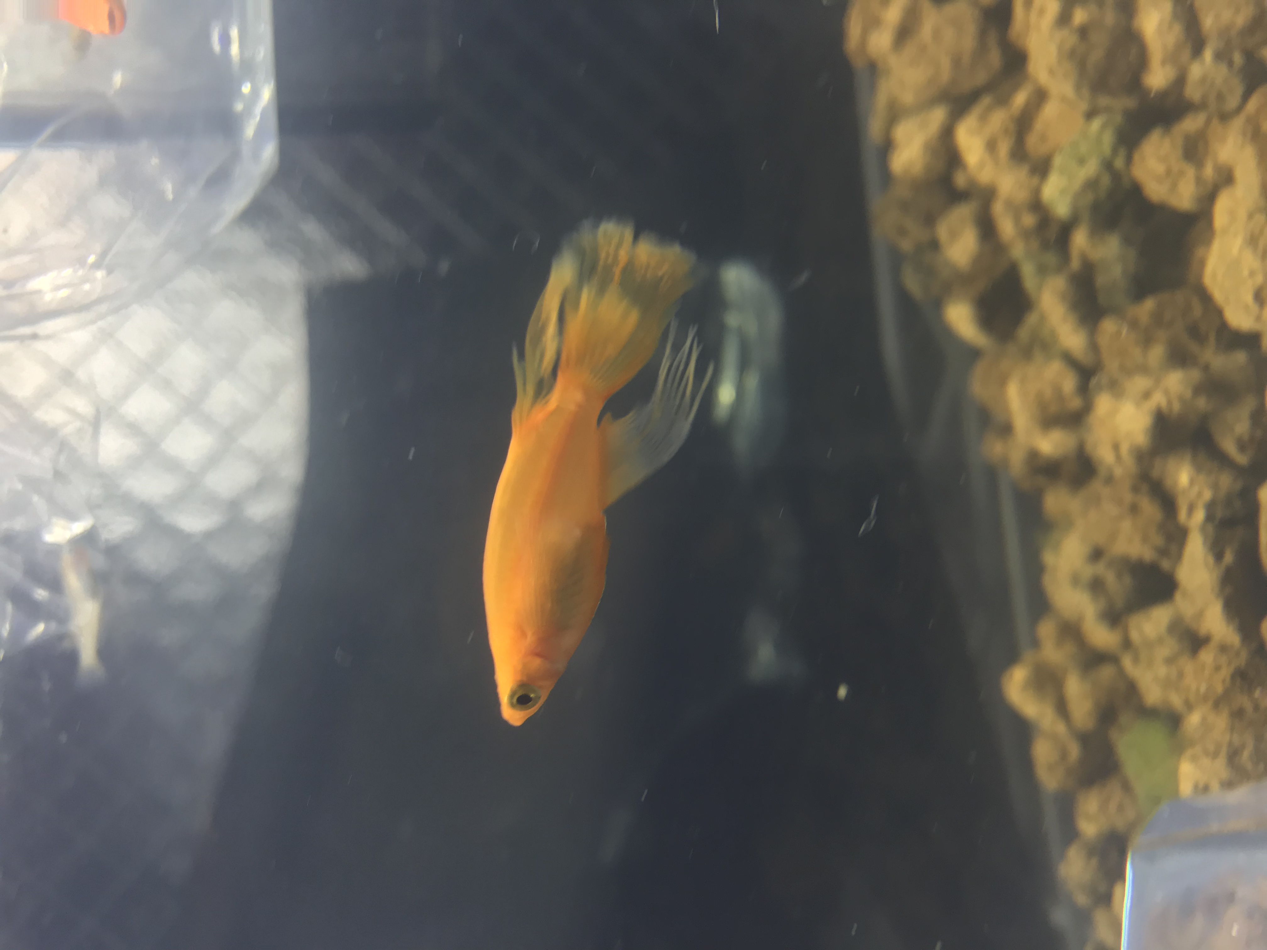 天女の舞 皇帝メダカが入荷しました