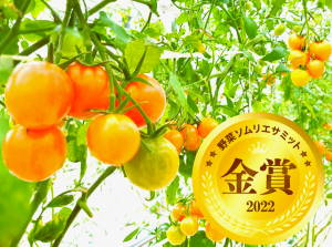 今作も美味しいトマトがたくさん収穫出来ました。もうすぐ終わりです。