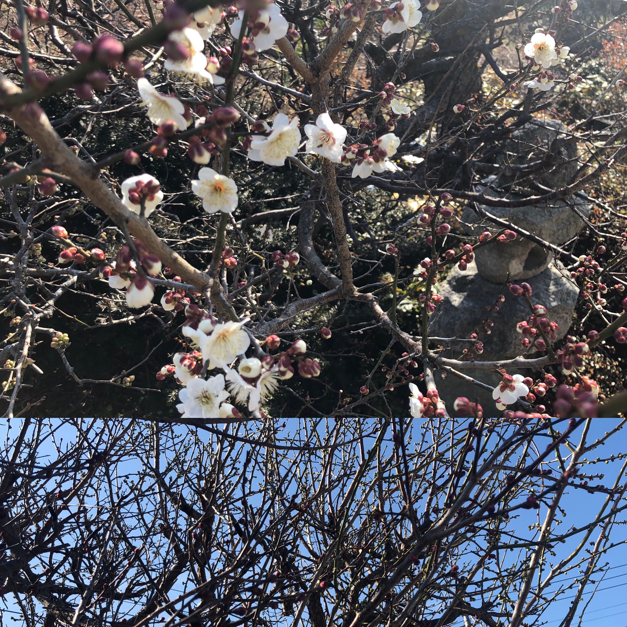 ファスティング中の症状