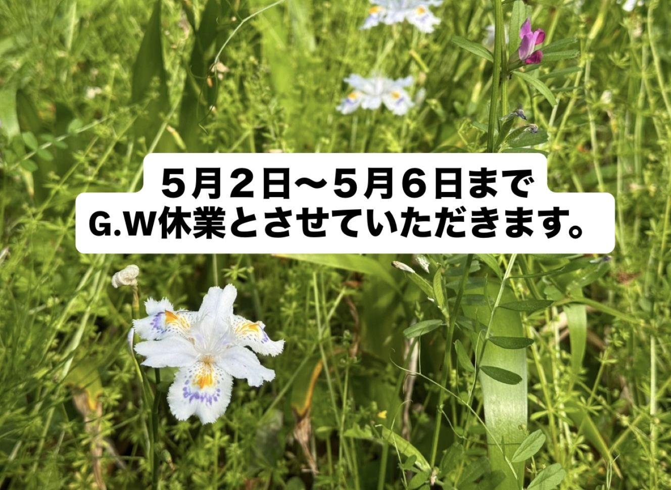 G.W休業のお知らせ