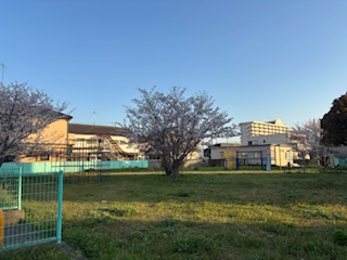 いつもの桜といつもの道