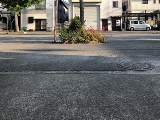 トコトコ歩く