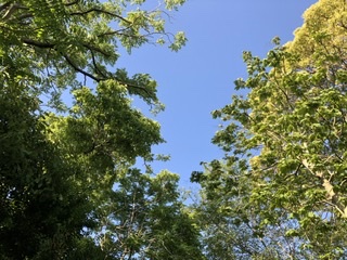 樹々の色と澄んだ空の青