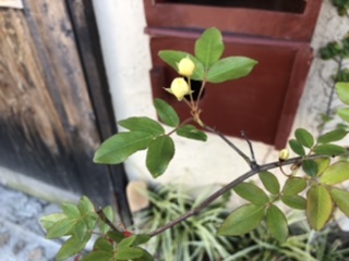 花のツボミ