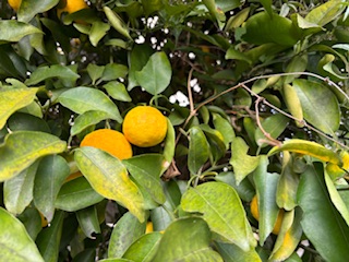 花と柑橘