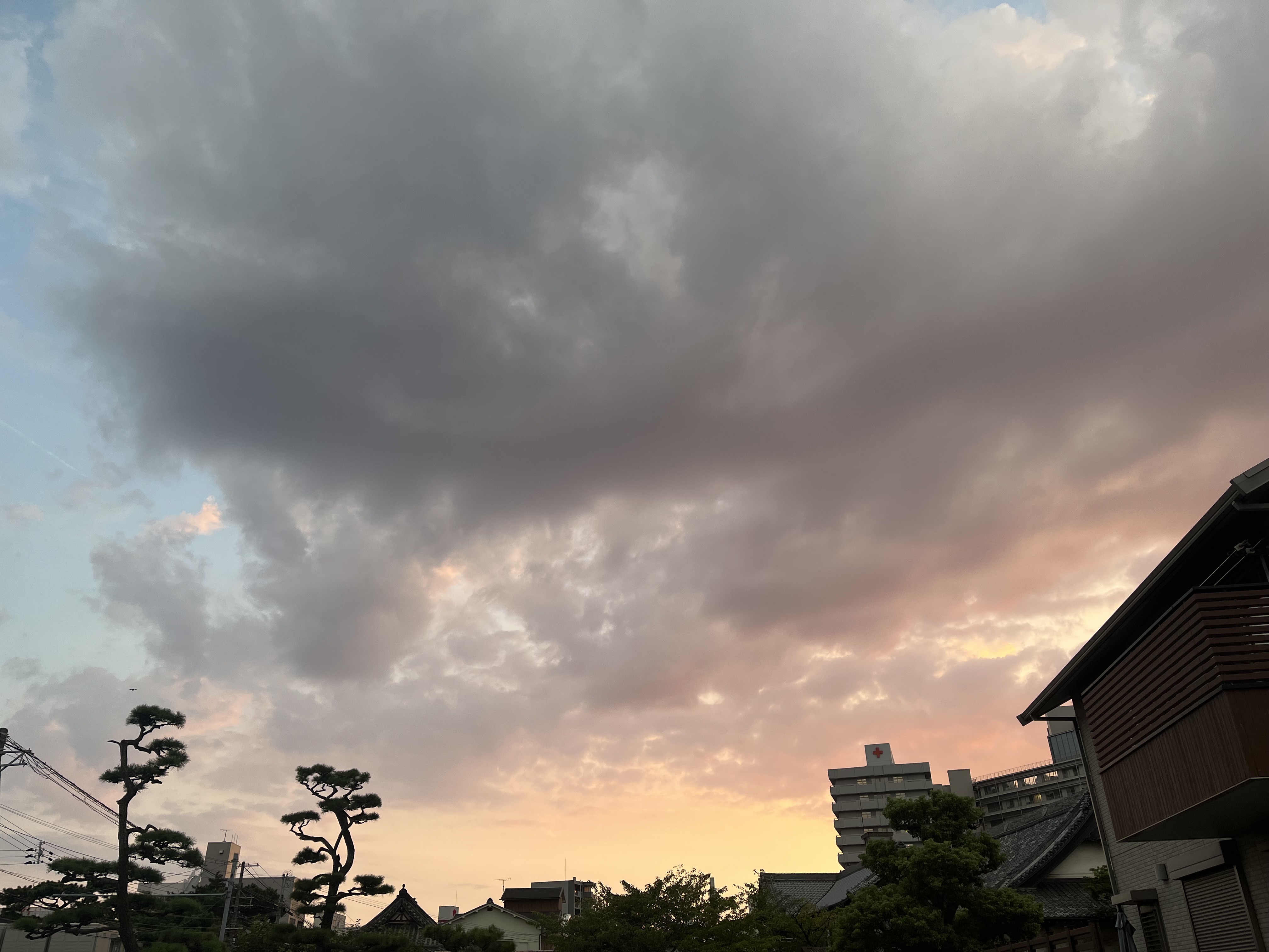 和歌山ブラック