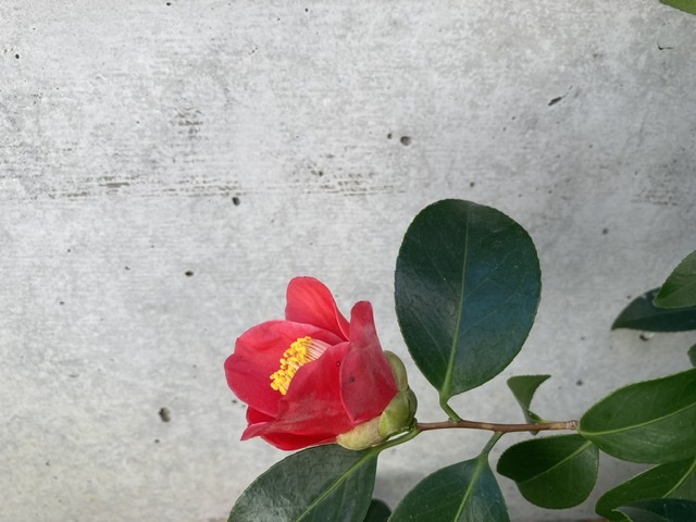 春とりんご