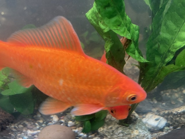 散歩しました