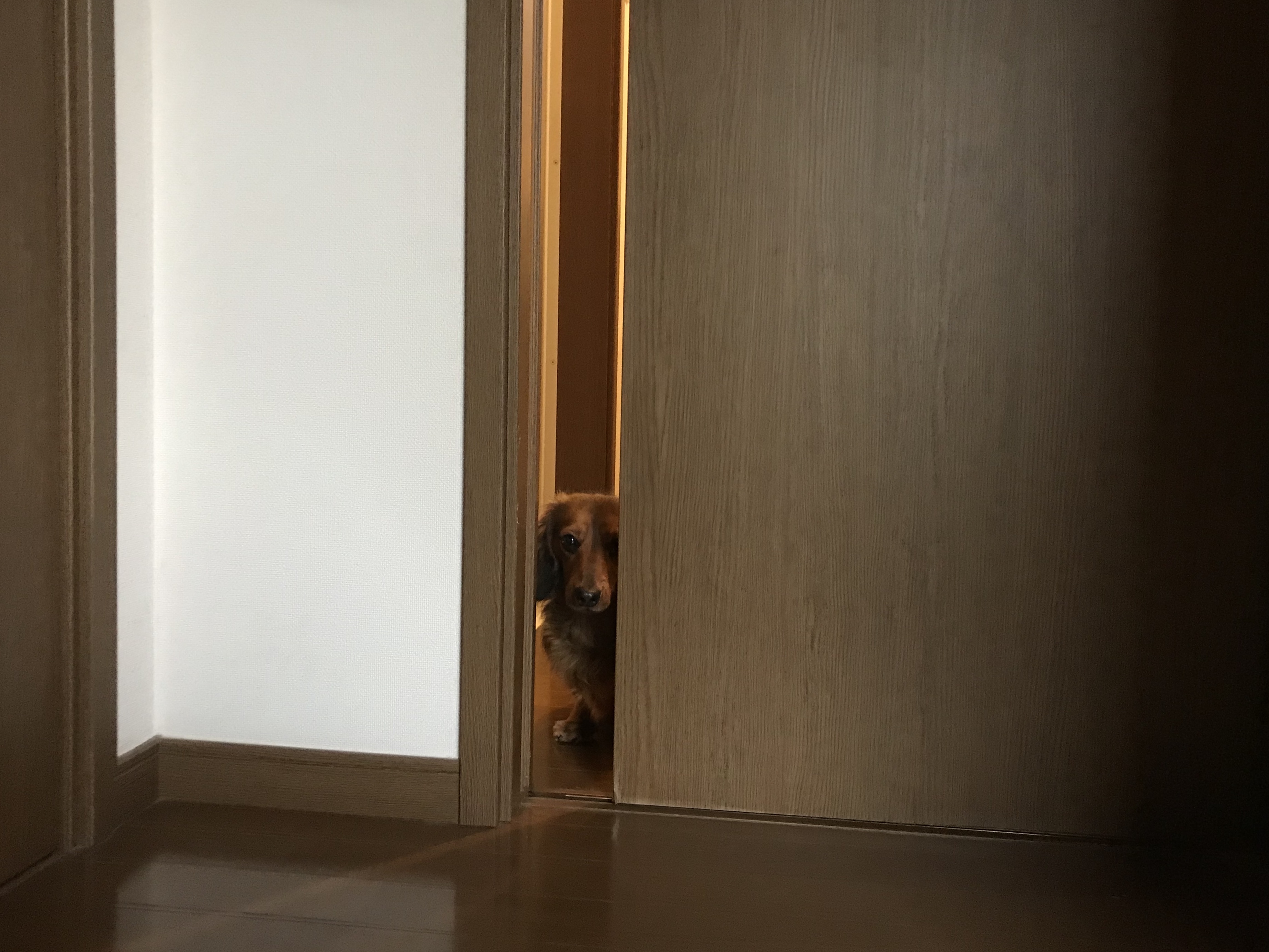 今日のテン♡家政婦は見た