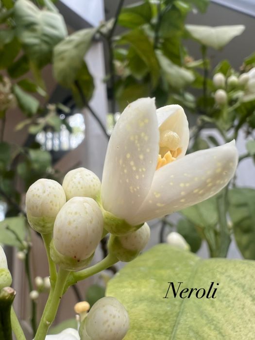 柑橘の花・ネロリ香る季節