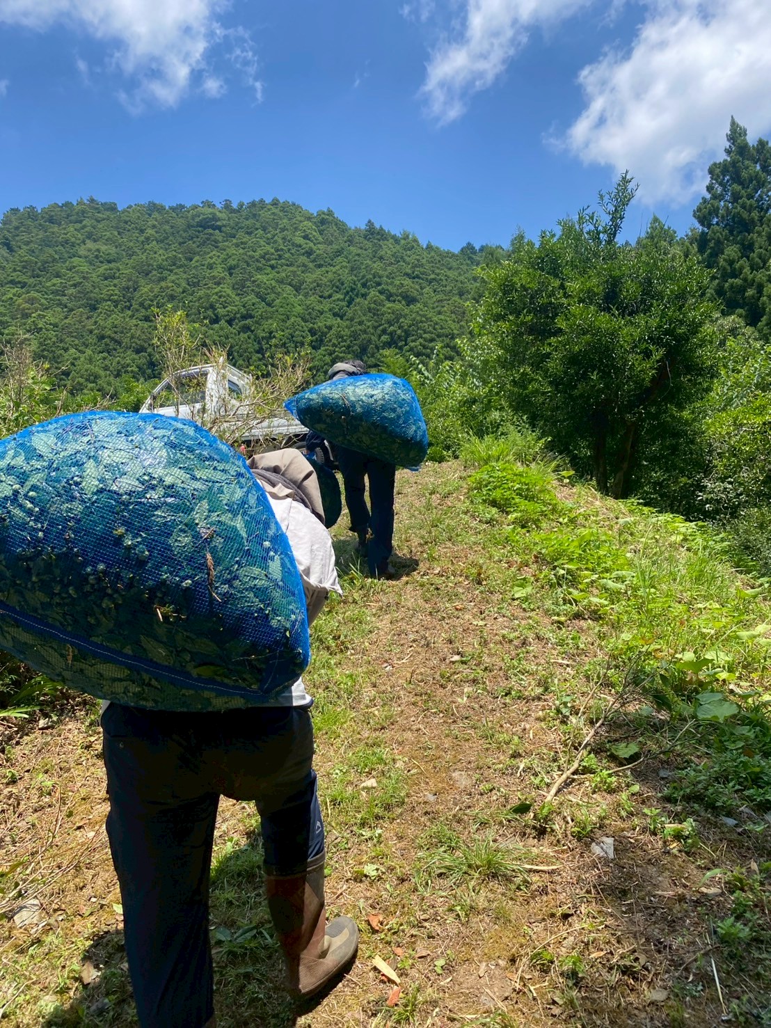 炎天下の茶摘みから始まる、 一杯の阿波晩茶
