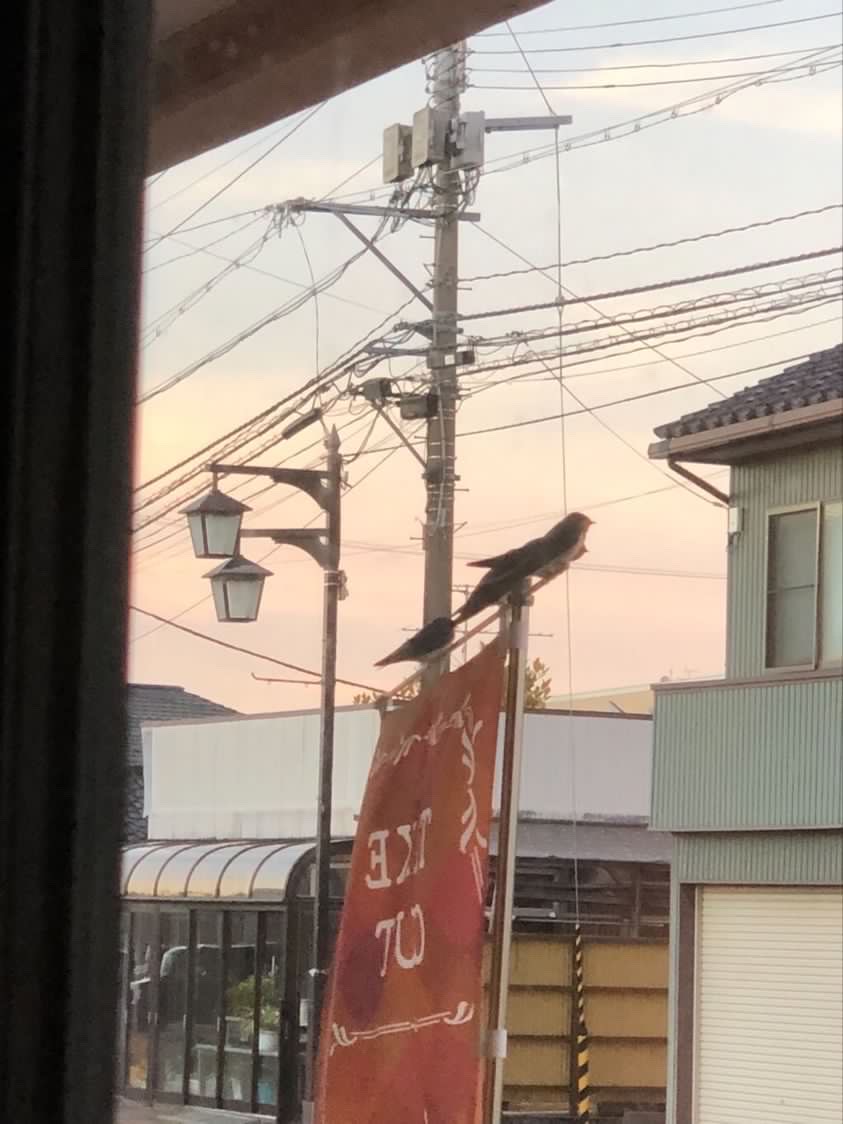 MESOのツバメ、出発しました！！