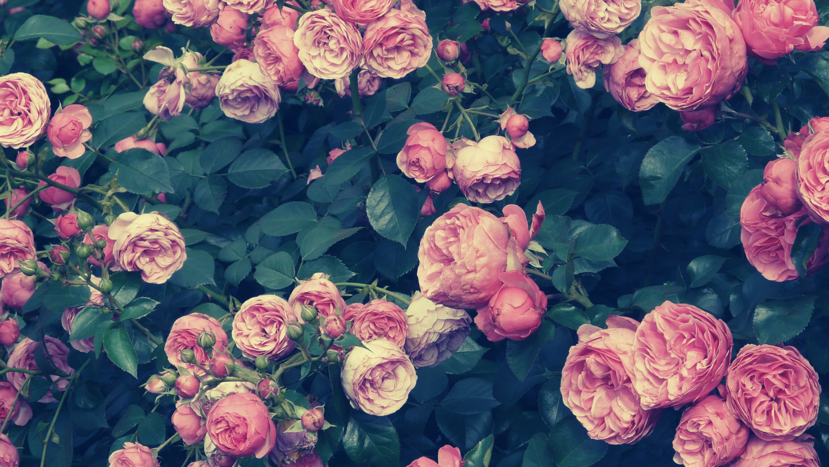 薔薇の緑茶との過ごし方